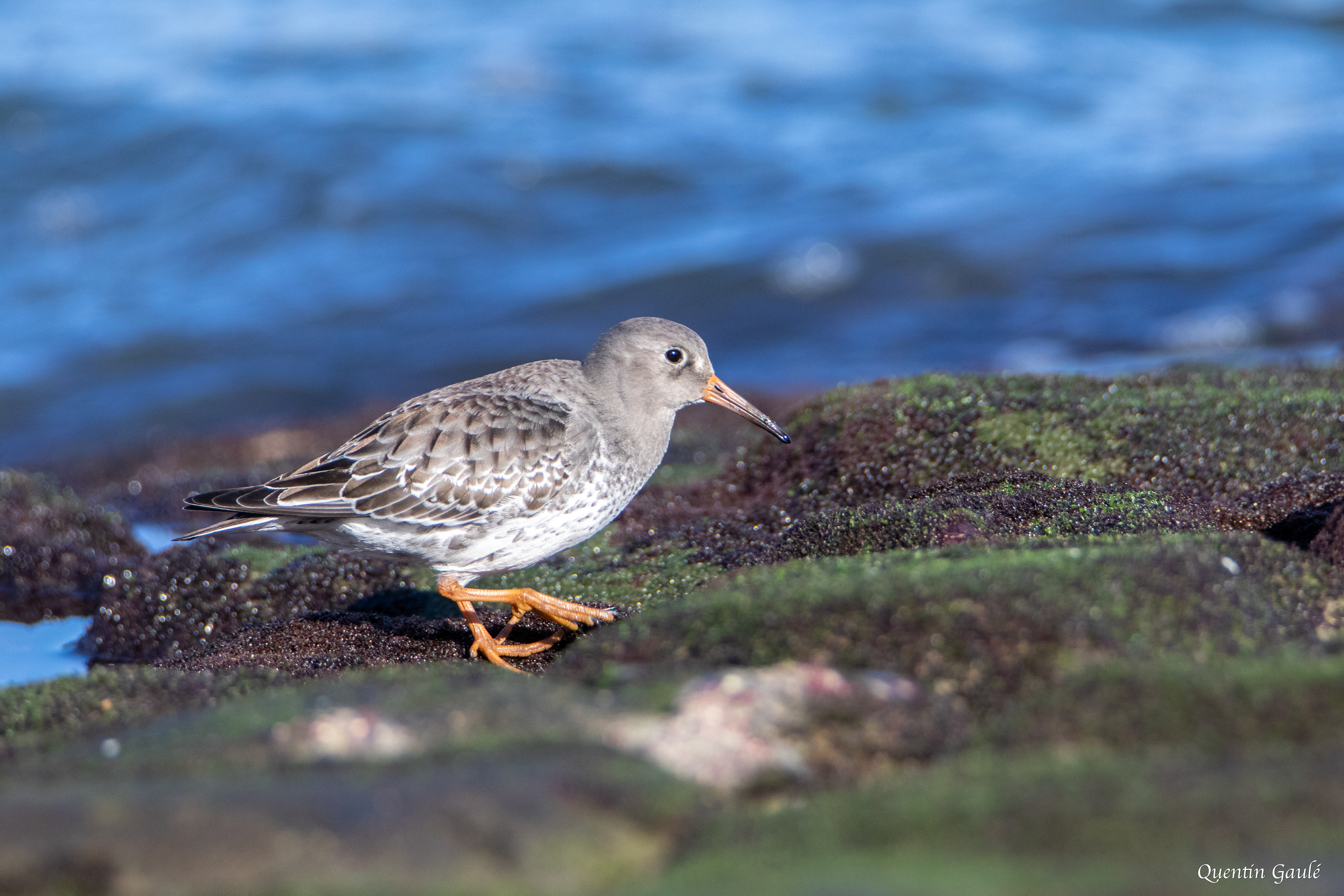 Bécasseau violet (Calidris maritima) - Anglet (64)