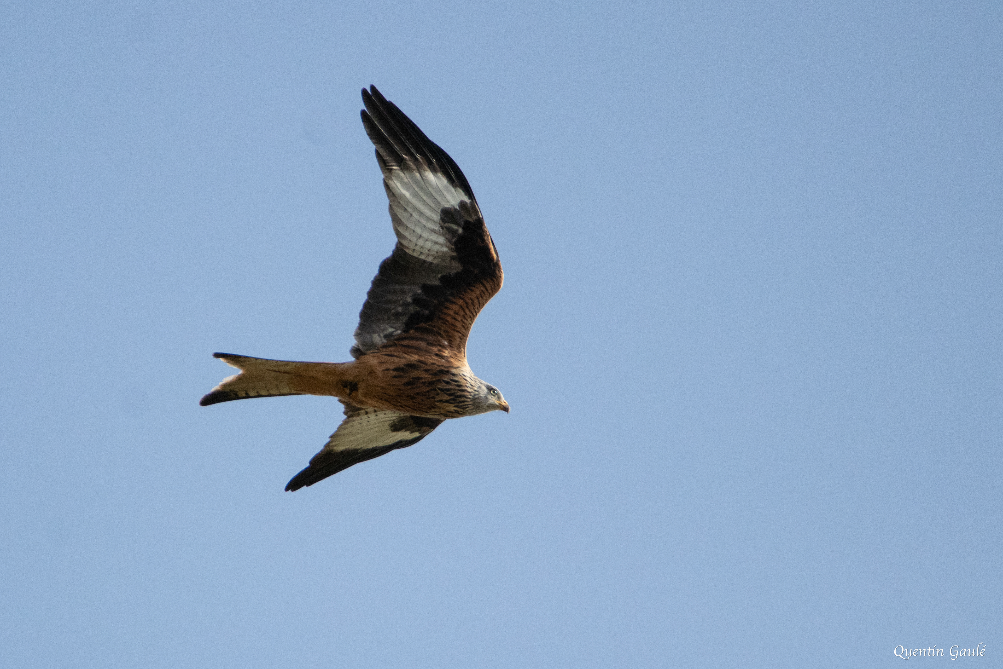 Milan royal (Milvus milvus) - Riaucourt, Haute-Marne (52)