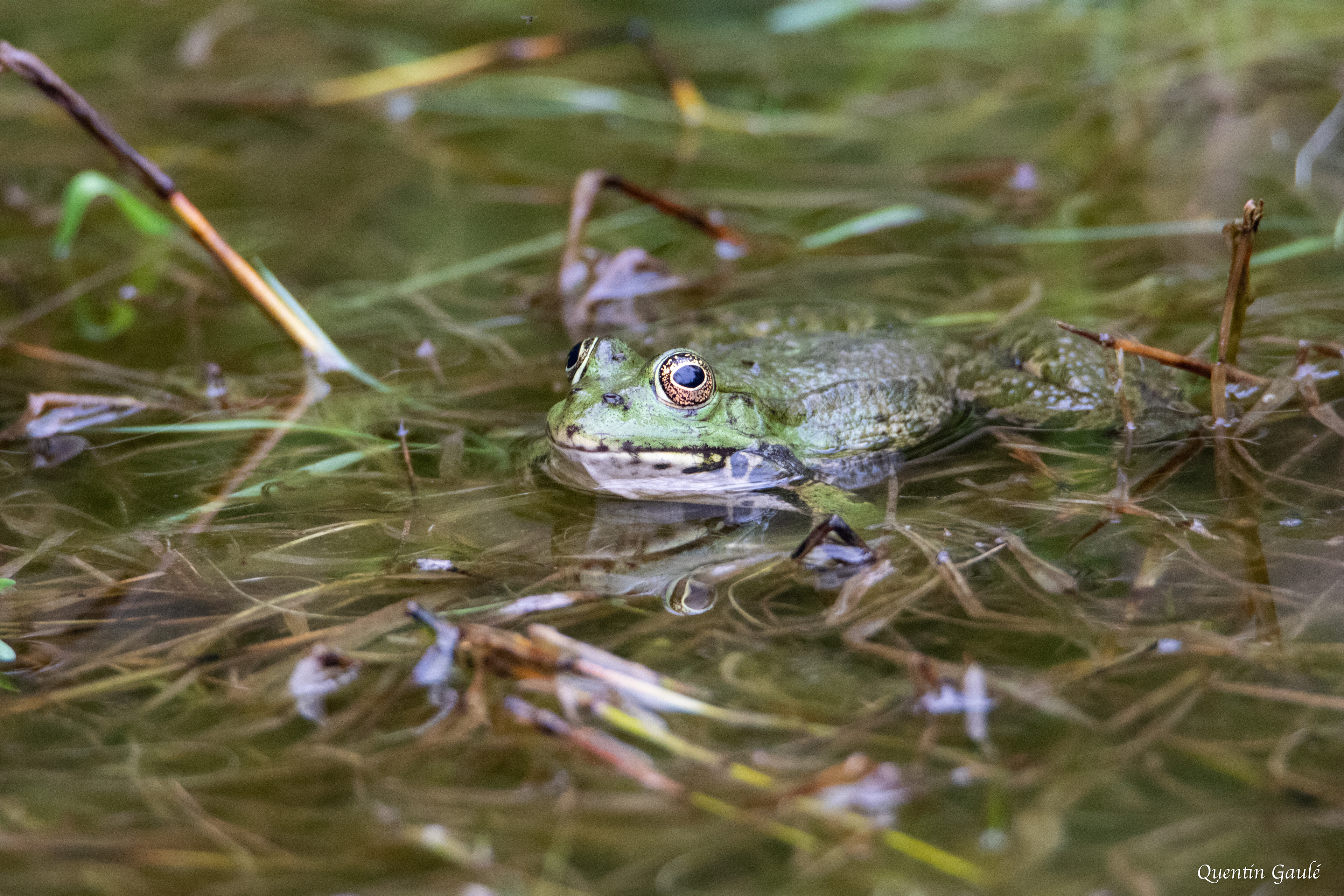 Grenouille de Graf (Pelophylax kl. grafi) - Lons (64)