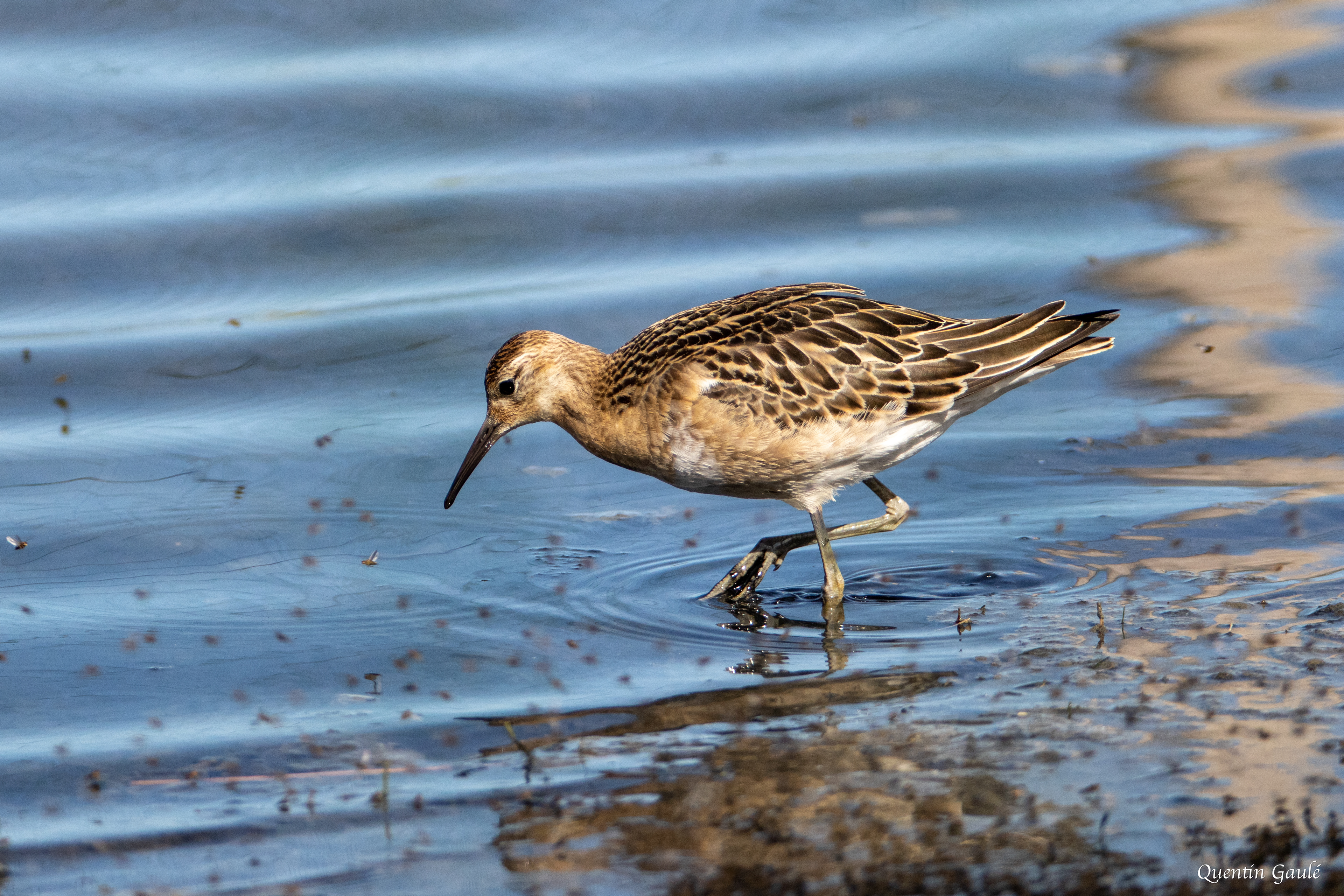 Combattant varié (Calidris pugnax) - Réserve ornithologique du Teich (33)