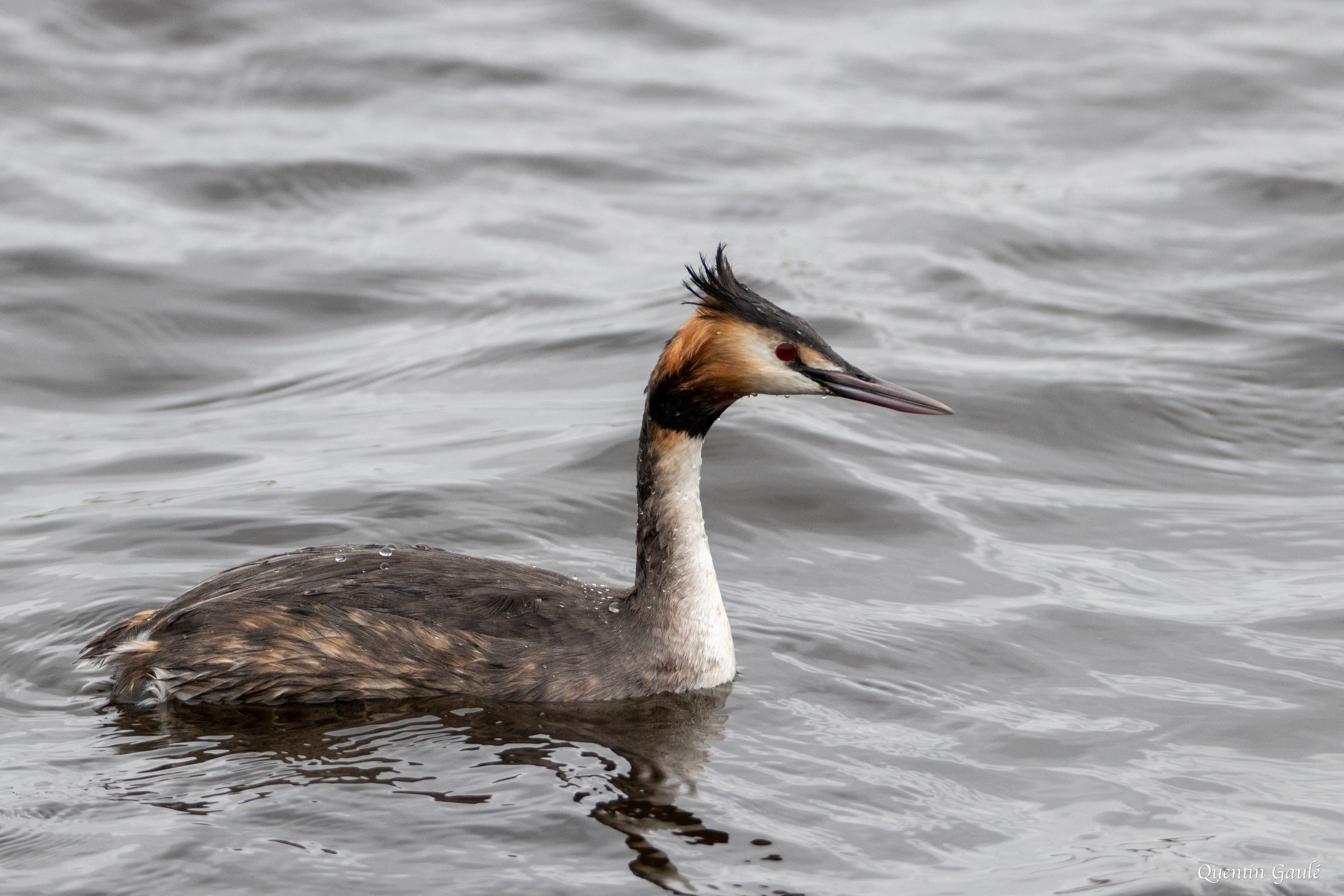 Grèbe huppé (Podiceps cristatus) - Réserve Naturelle Nationale de Chérine, Indre (36)