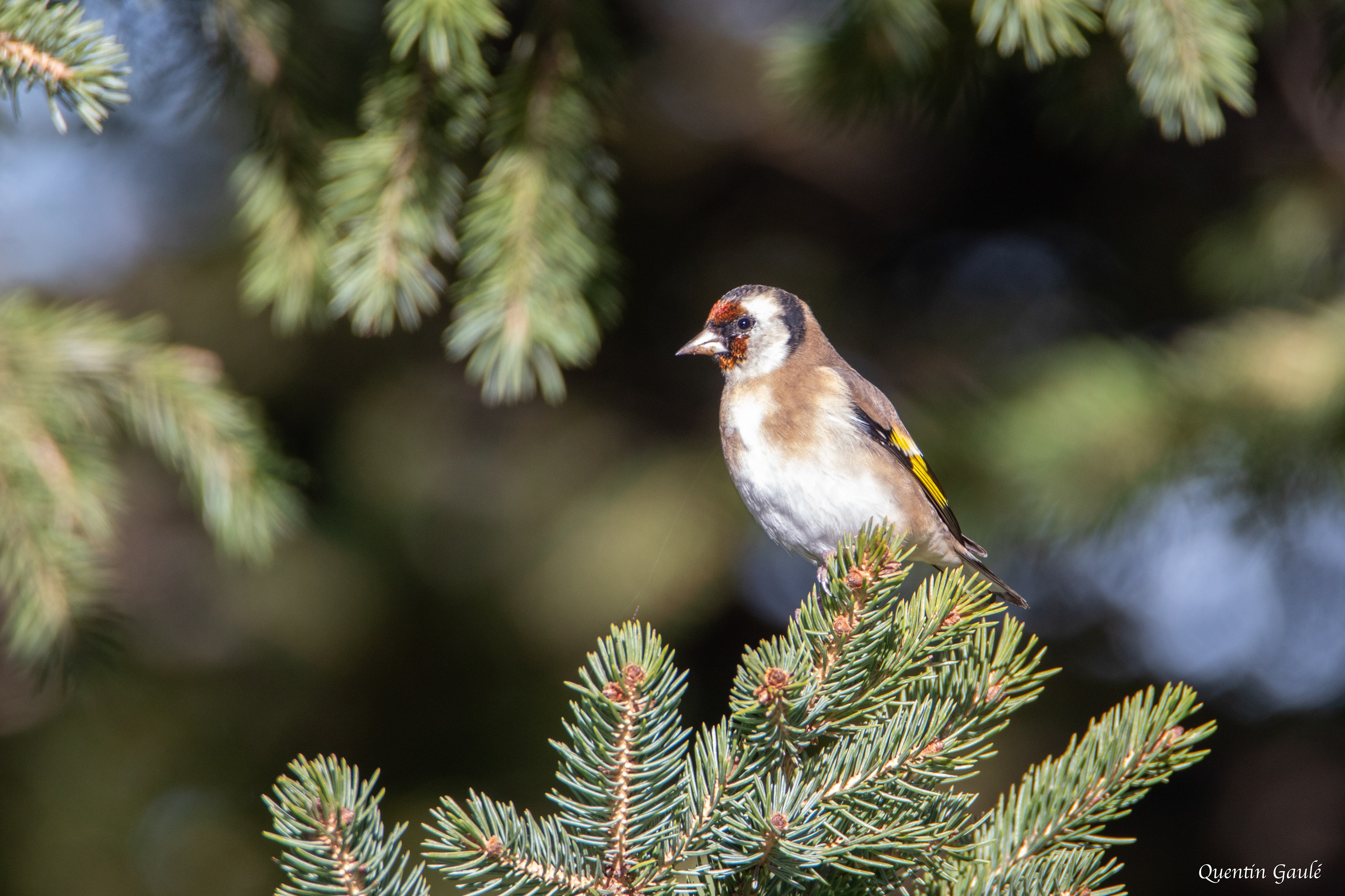 Chardonneret élégant (Carduelis carduelis) - La Pierre Saint-Martin, Arette, Pyrénées-Atlantiques (64)