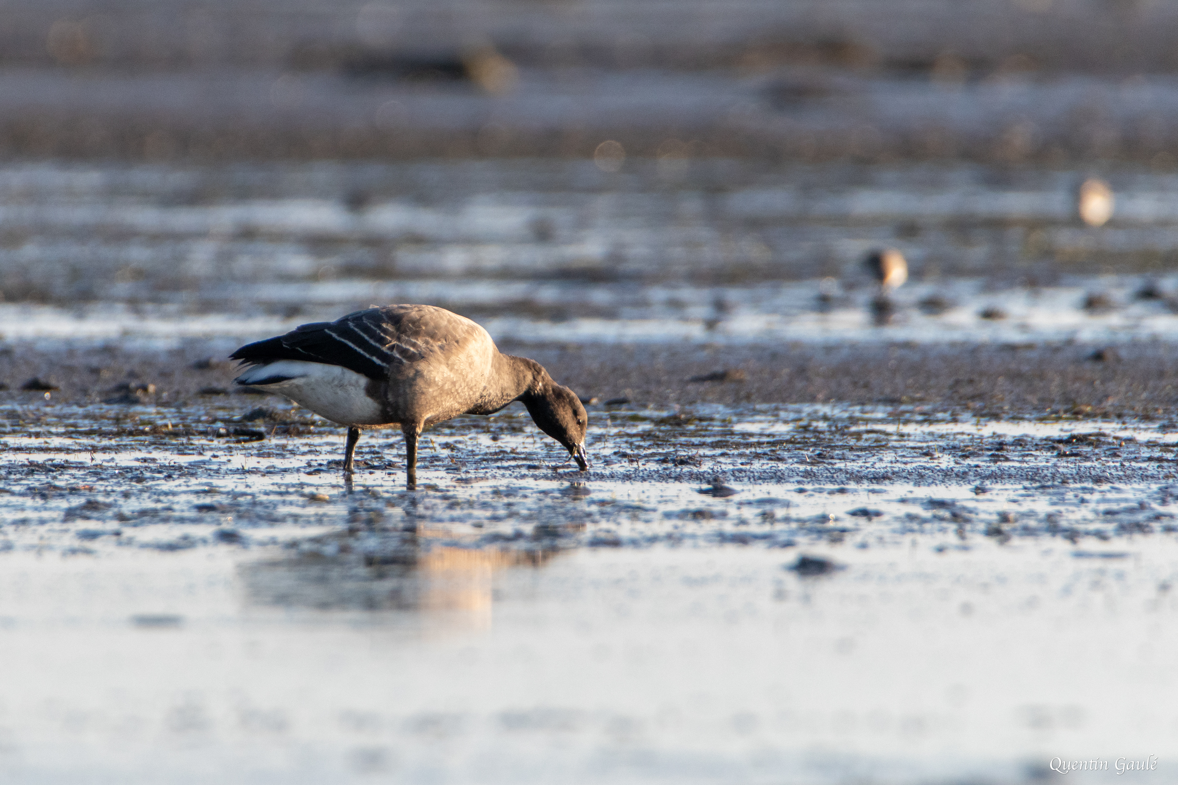 Bernache cravant (Branta bernicla) - Andernos-les-Bains, Gironde (33)