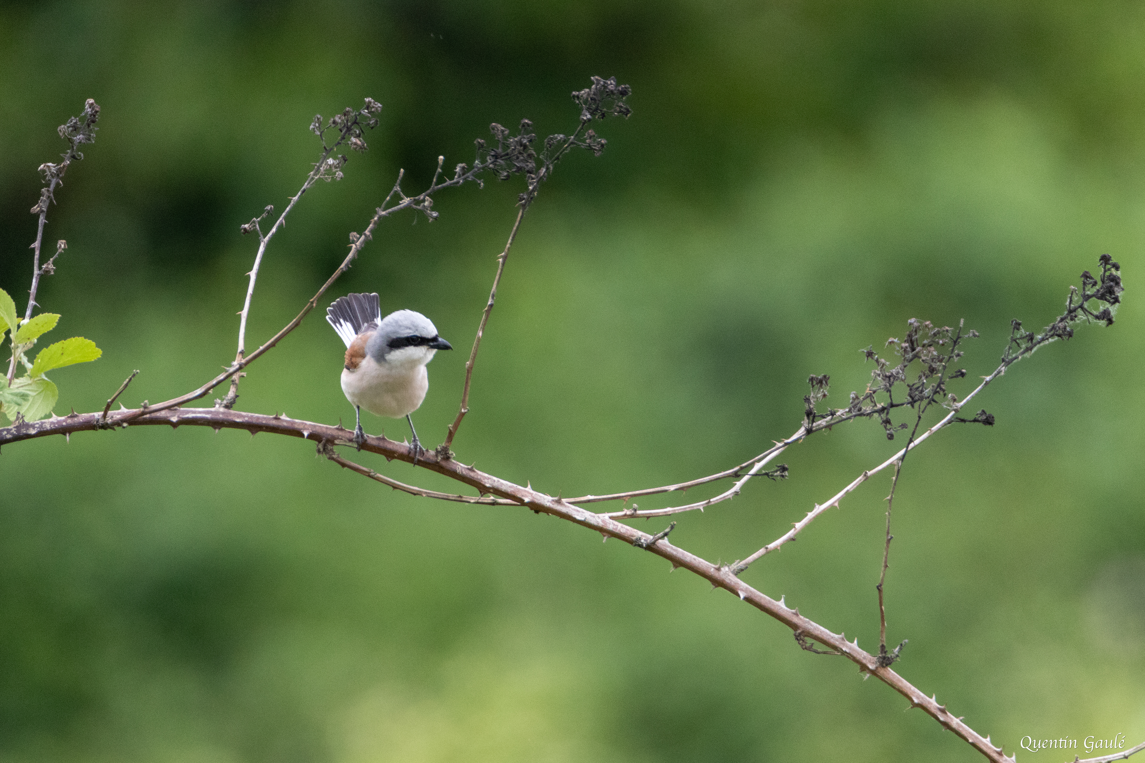 Pie-grièche écorcheur (Lanius collurio) - Brux, Vienne (86)