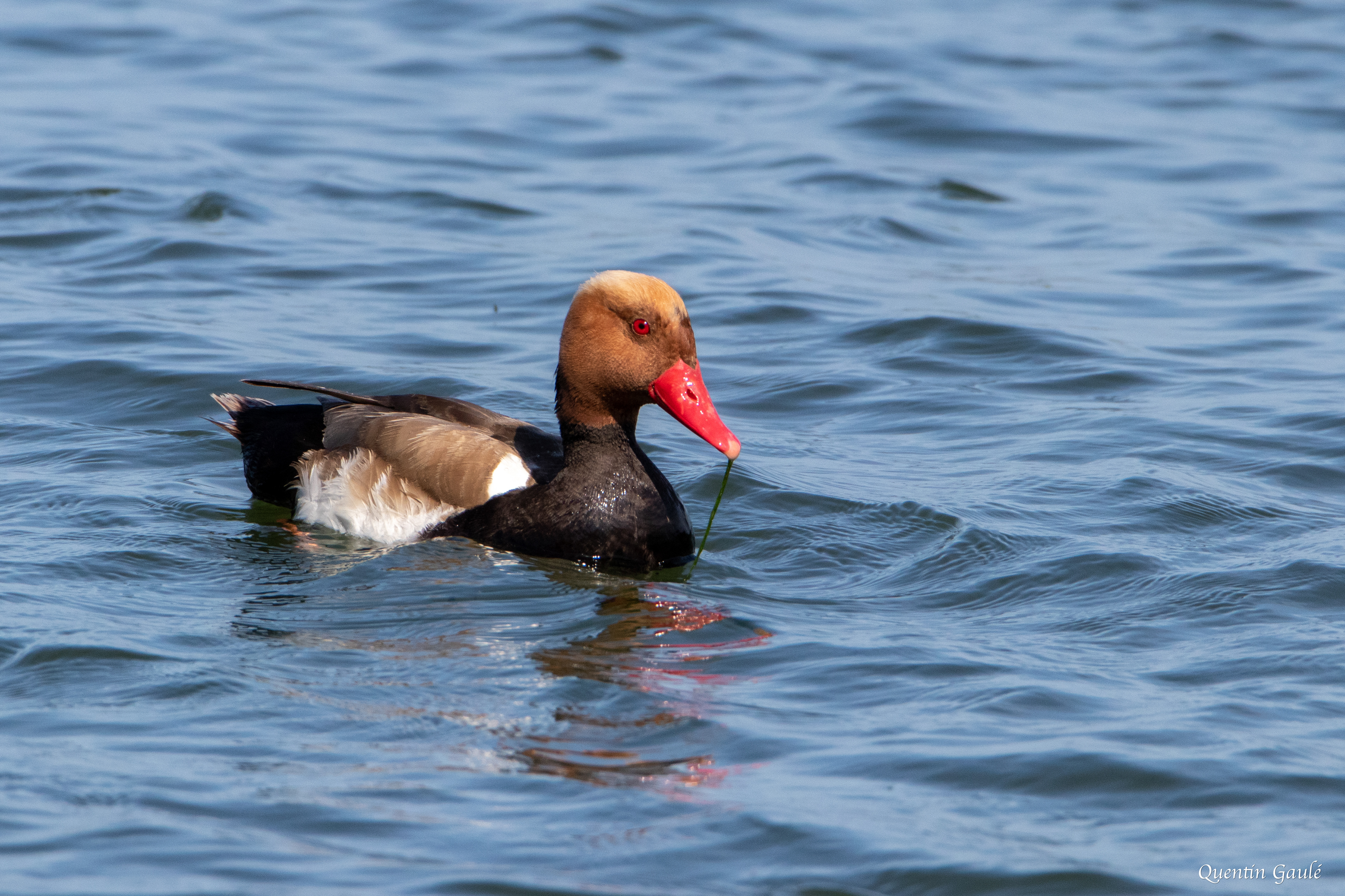 Nette rousse (Netta rufina) - Parc Naturel du Delta de l'Èbre, Catalogne (Espagne)