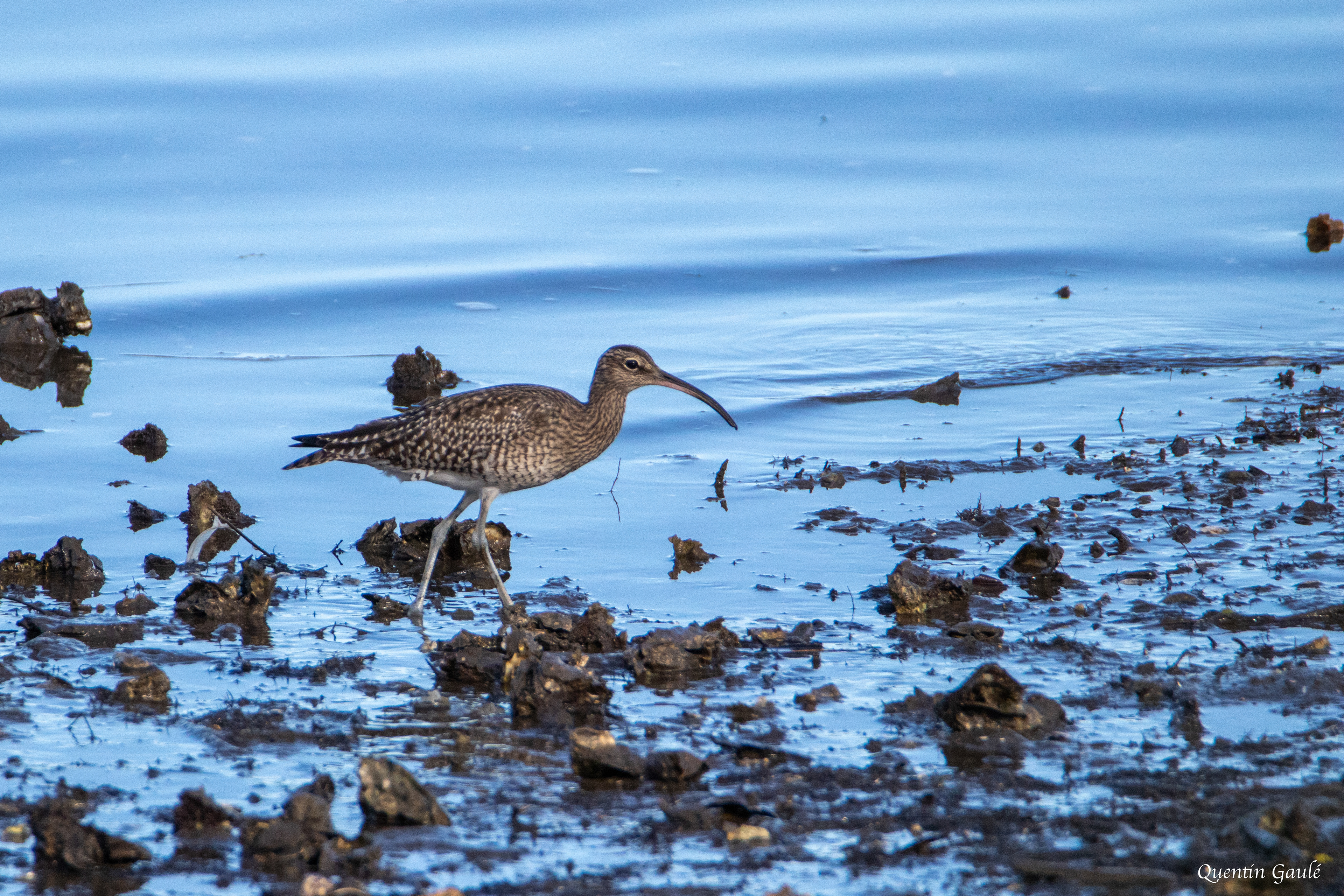 Courlis corlieu (Numenius phaeopus) - Parc écologique de Plaiaundi, Irun (Pays-Basque espagnol)
