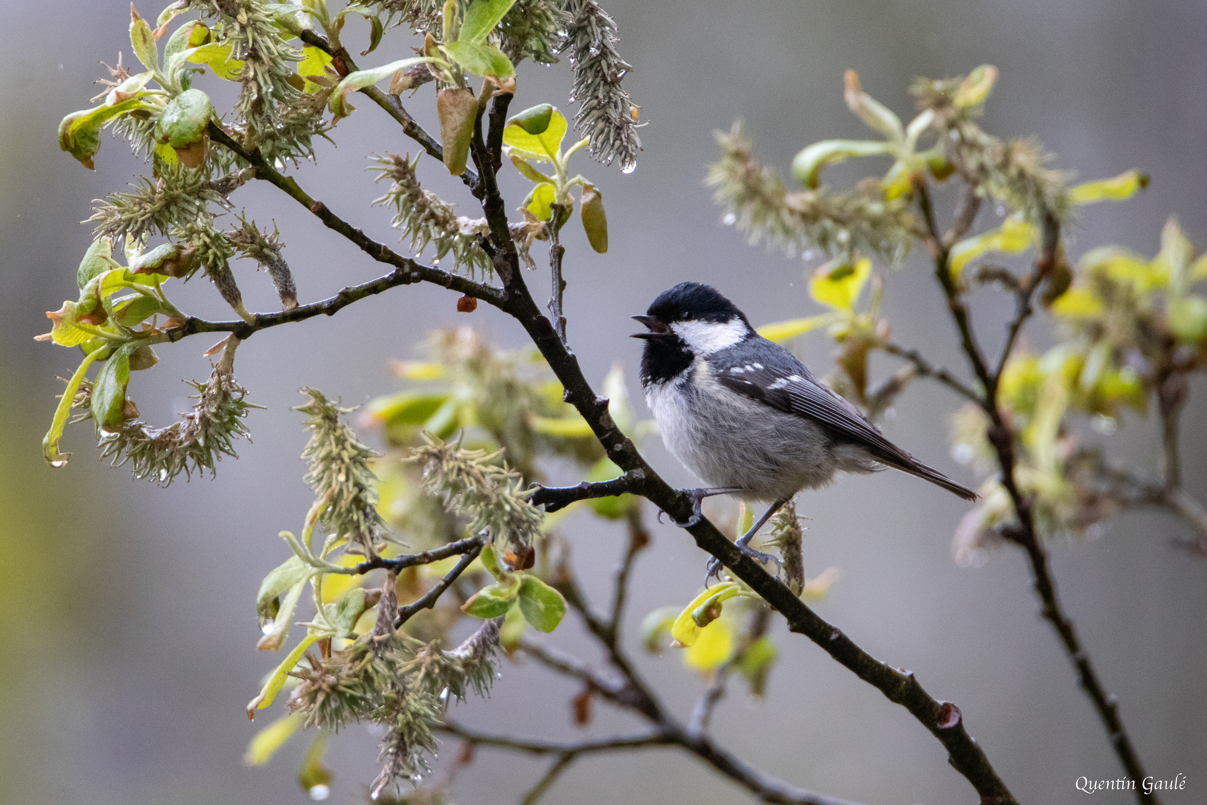 Mésange noire (Periparus ater) - Etsaut (64)