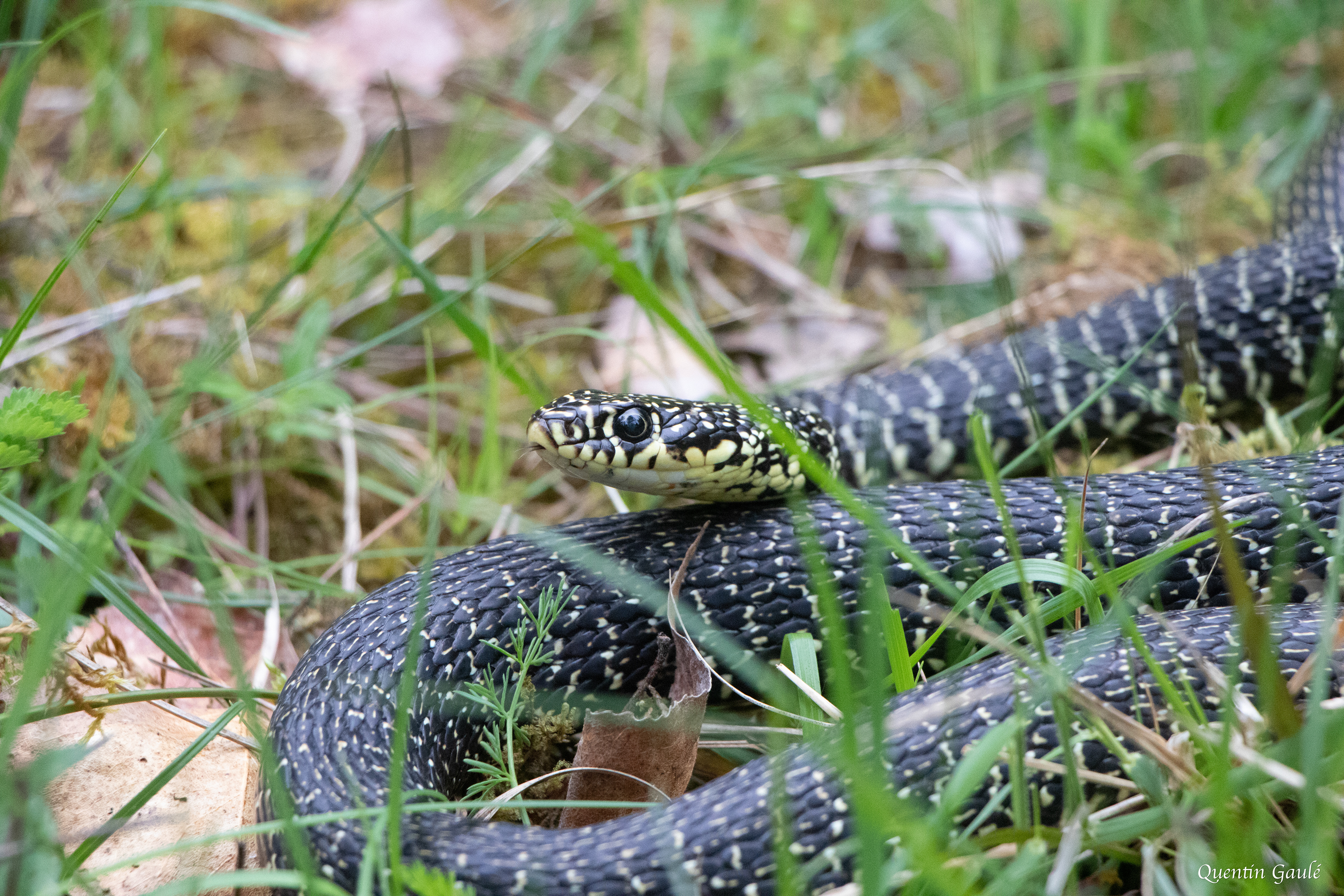 Couleuvre verte et jaune (Hierophis viridiflavus) - Juillan, Hautes-Pyrénées (65)