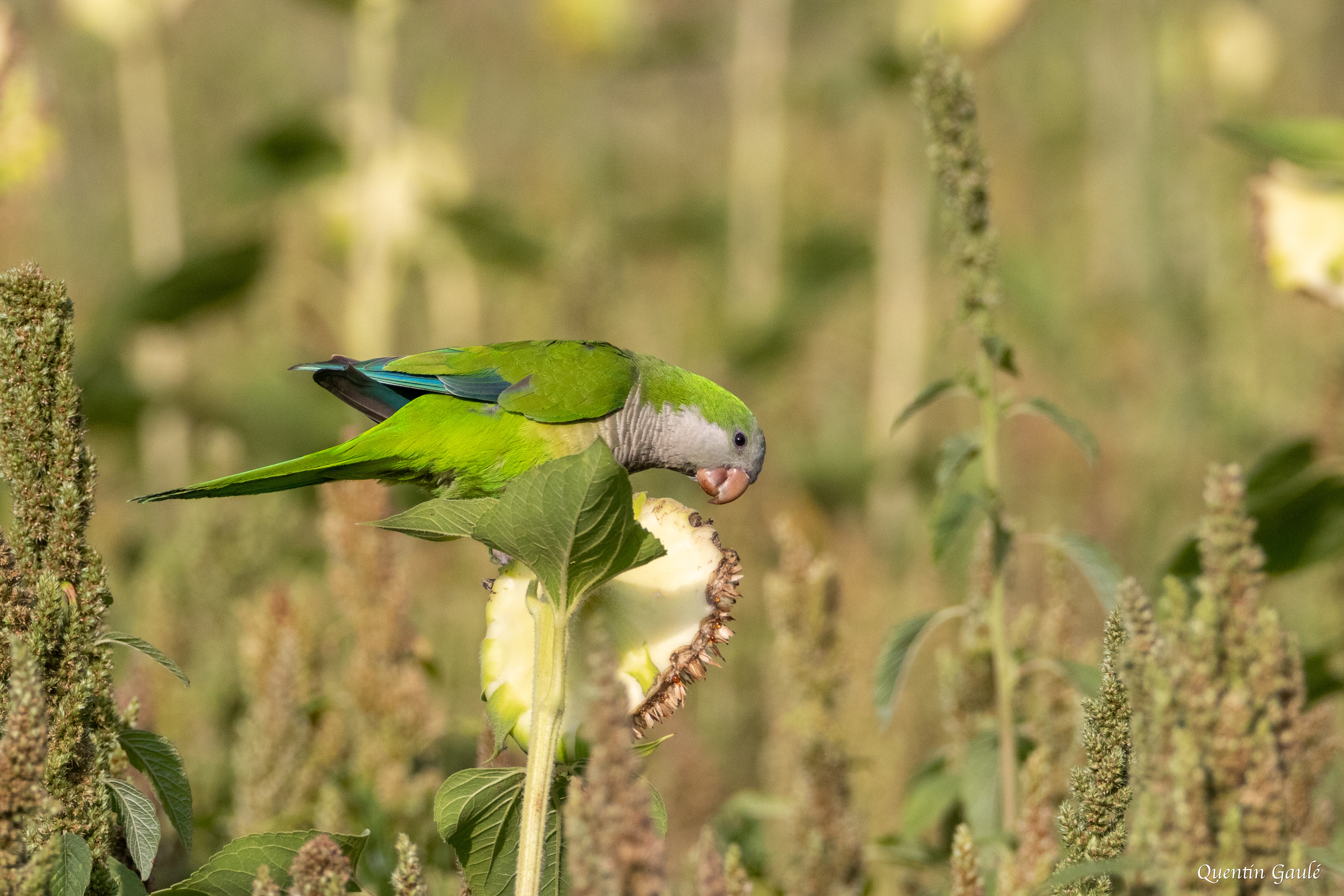 Conure veuve (Myiopsitta monachus) - Empuriabrava, Catalogne (Espagne)