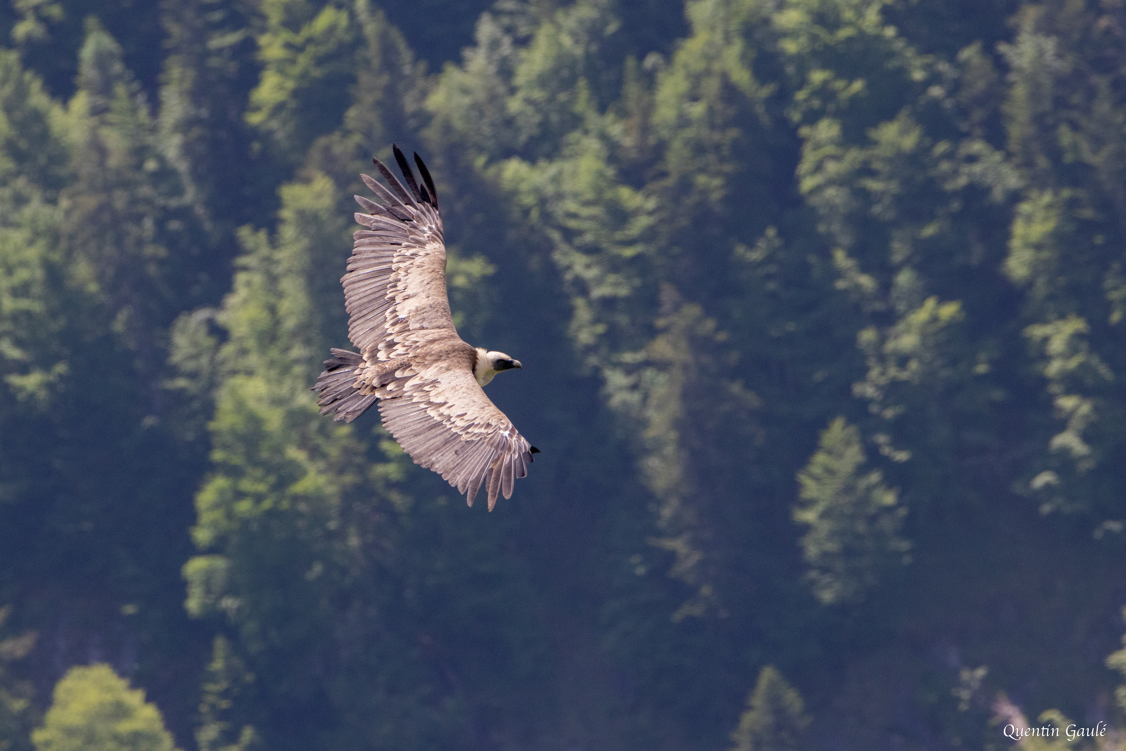 Vautour fauve (Gyps fulvus) - Gourette, Eaux-Bonnes, Pyrénées-Atlantiques (64)