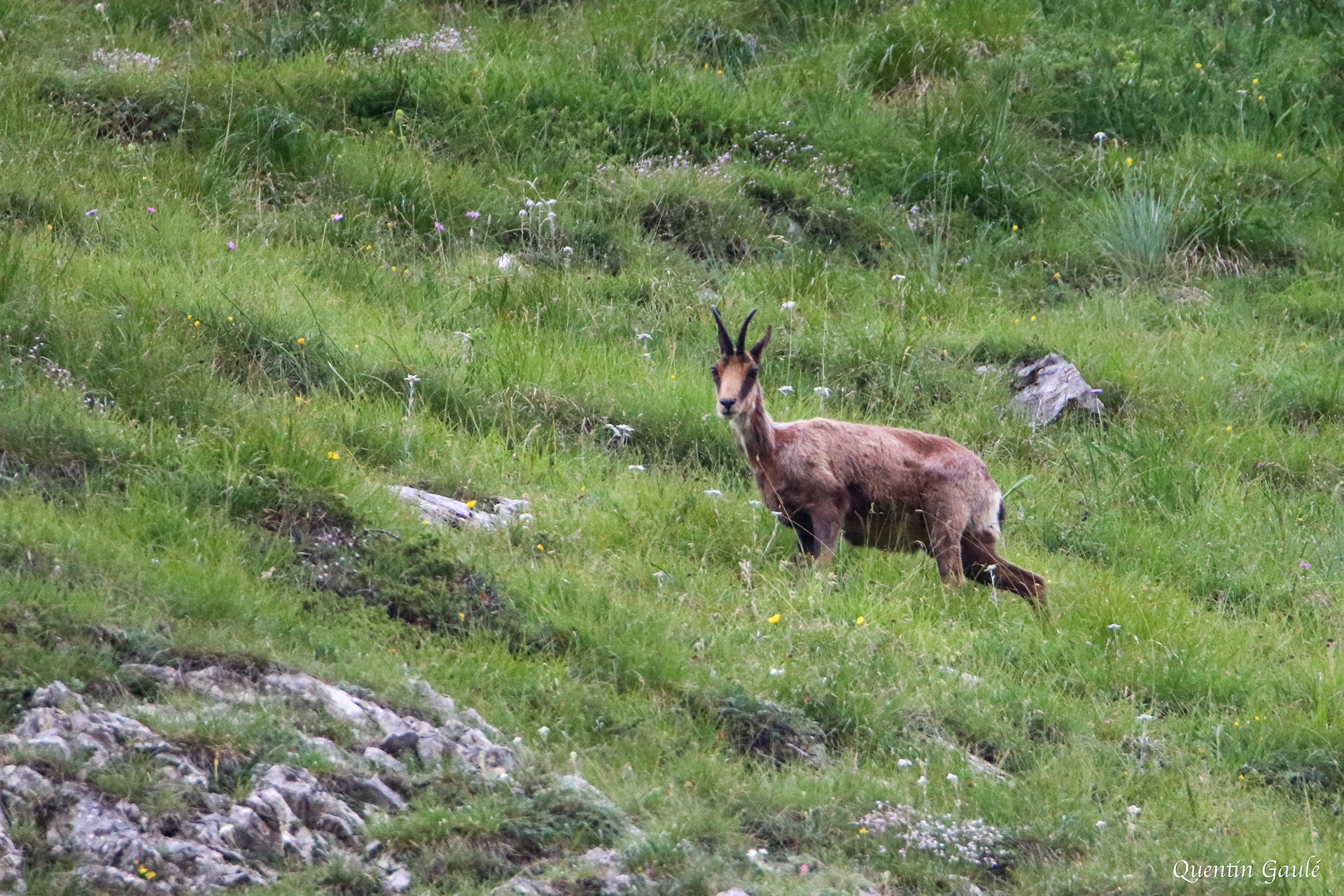 Isard (Rupicapra pyrenaica) - Gèdre (65)