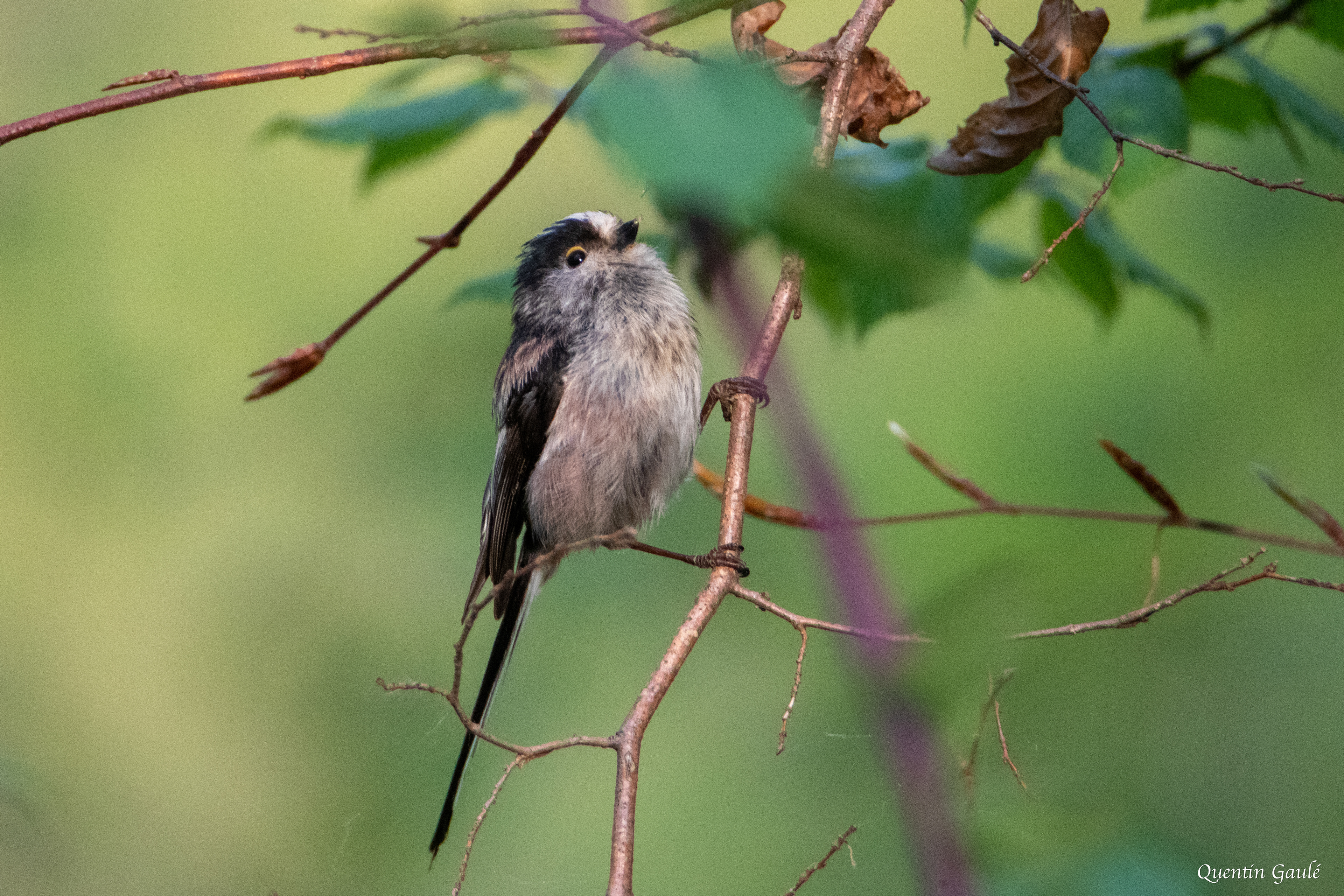 Mésange à longue queue (Aegithalos caudatus) - Gelos (64)