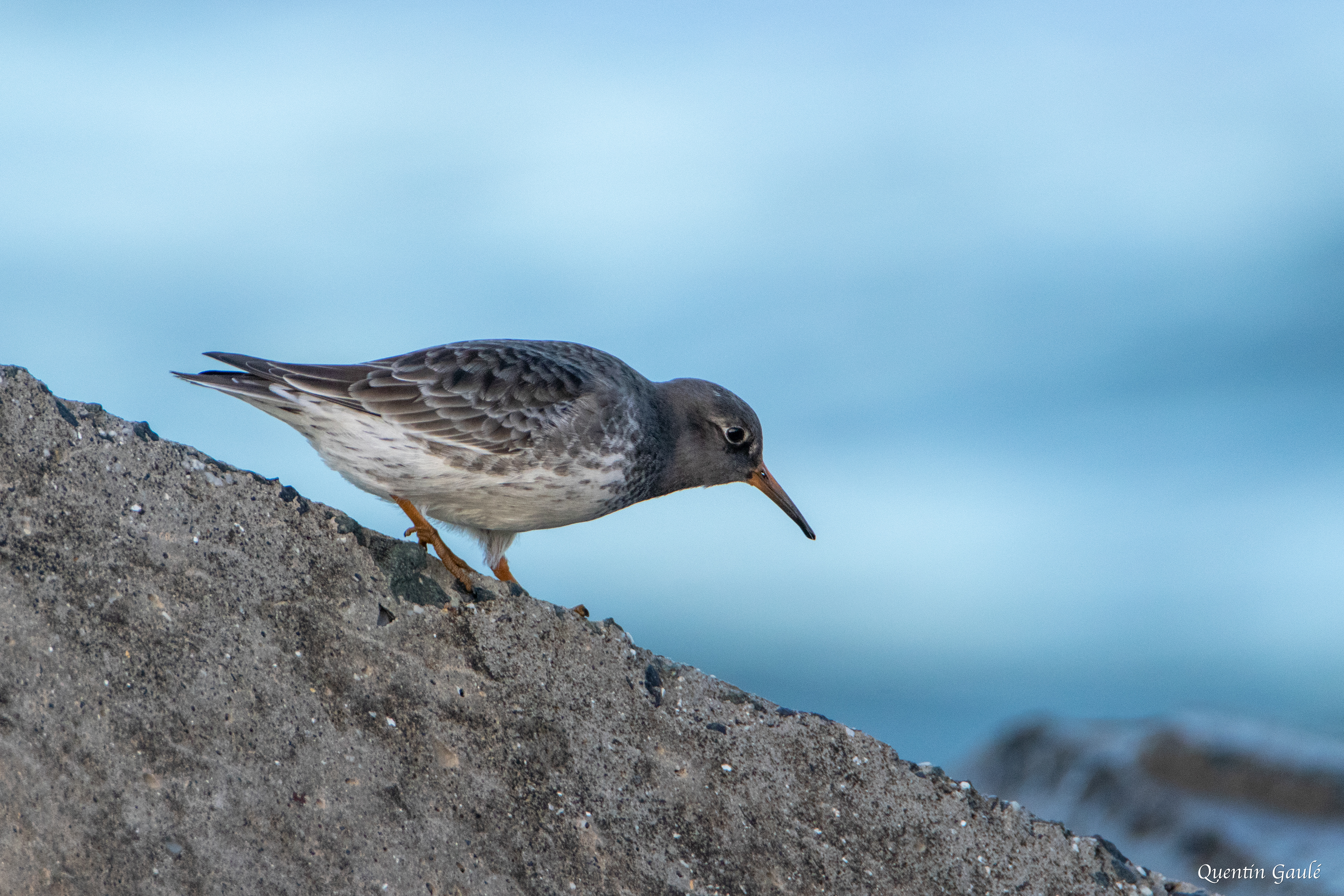 Bécasseau violet (Calidris maritima) - Anglet (64)