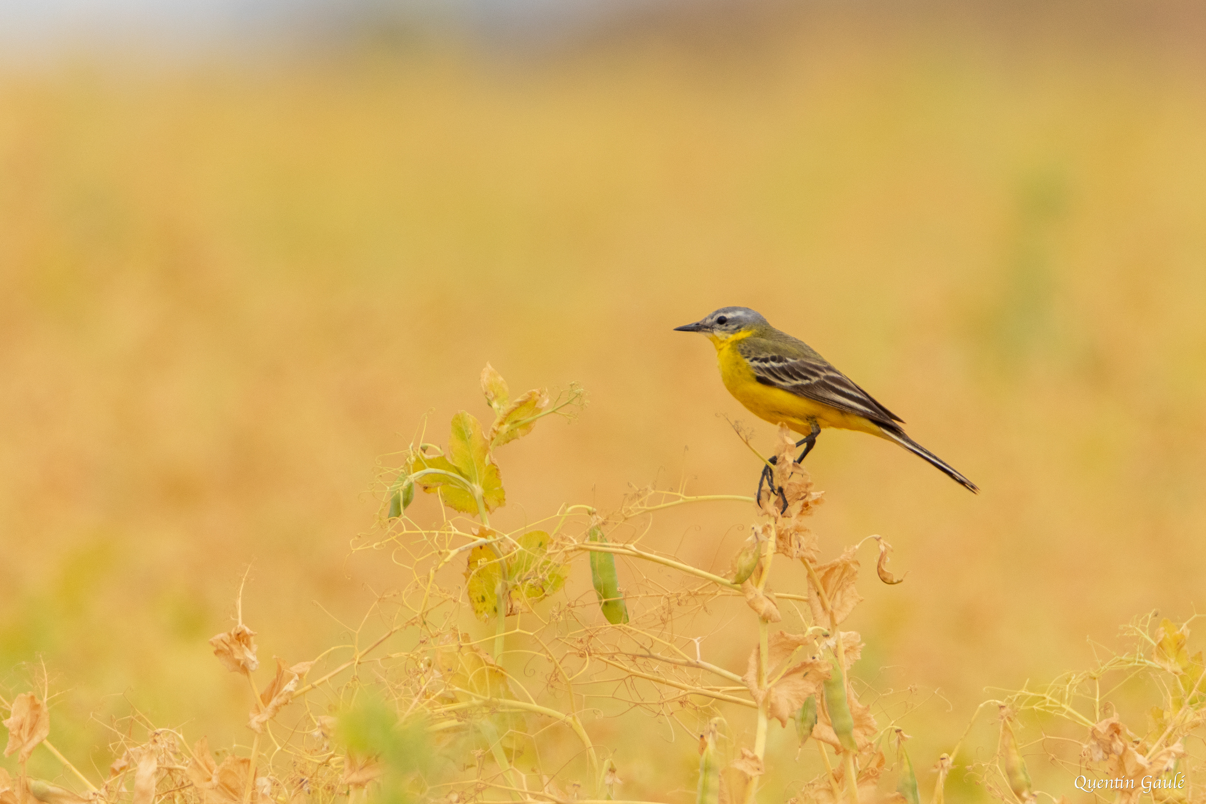 Bergeronnette printanière (Motacilla flava) - Nanteuil-en-Vallée, Charente (16)