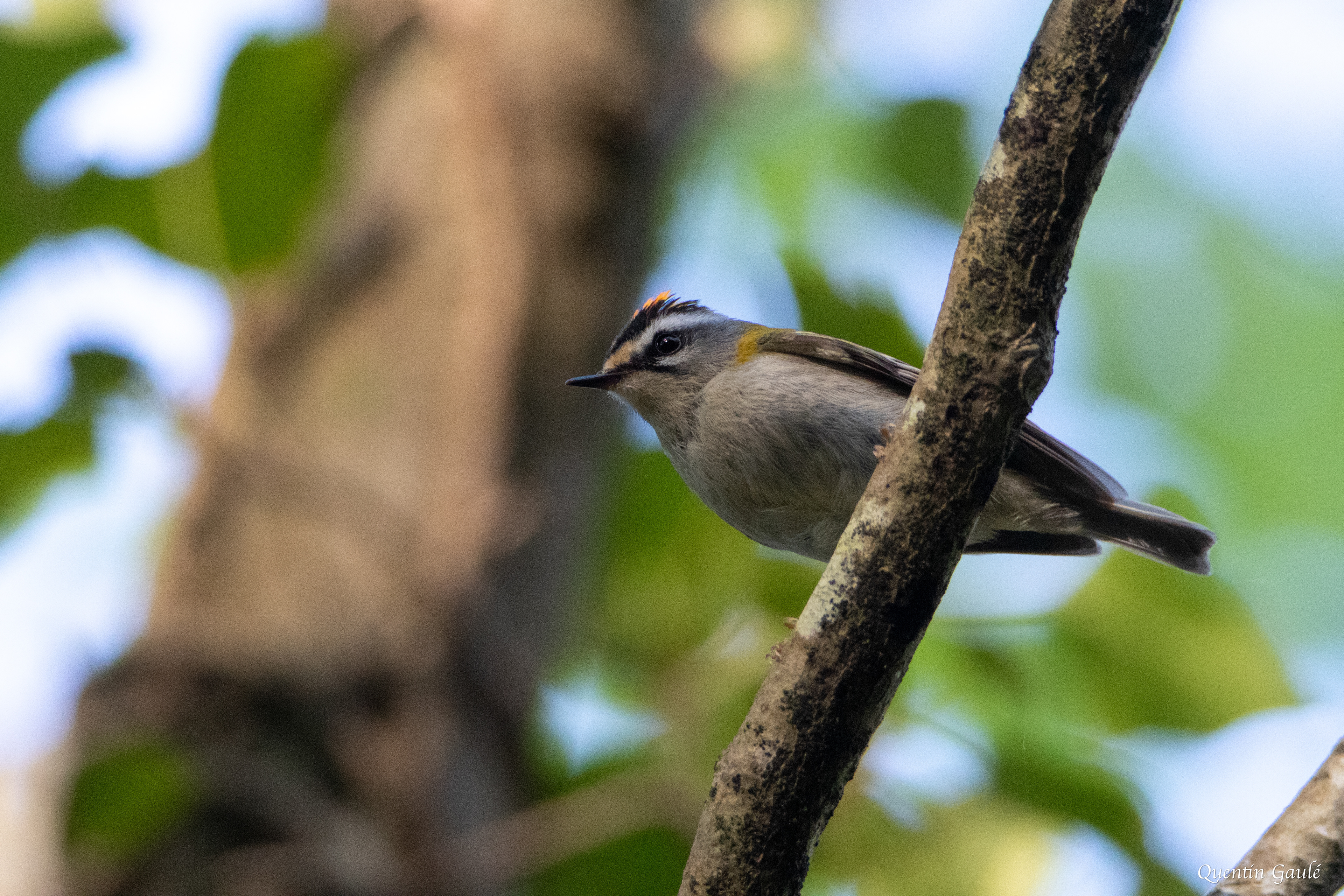 Roitelet à triple bandeau (Regulus ignicapilla) - Gelos (64)