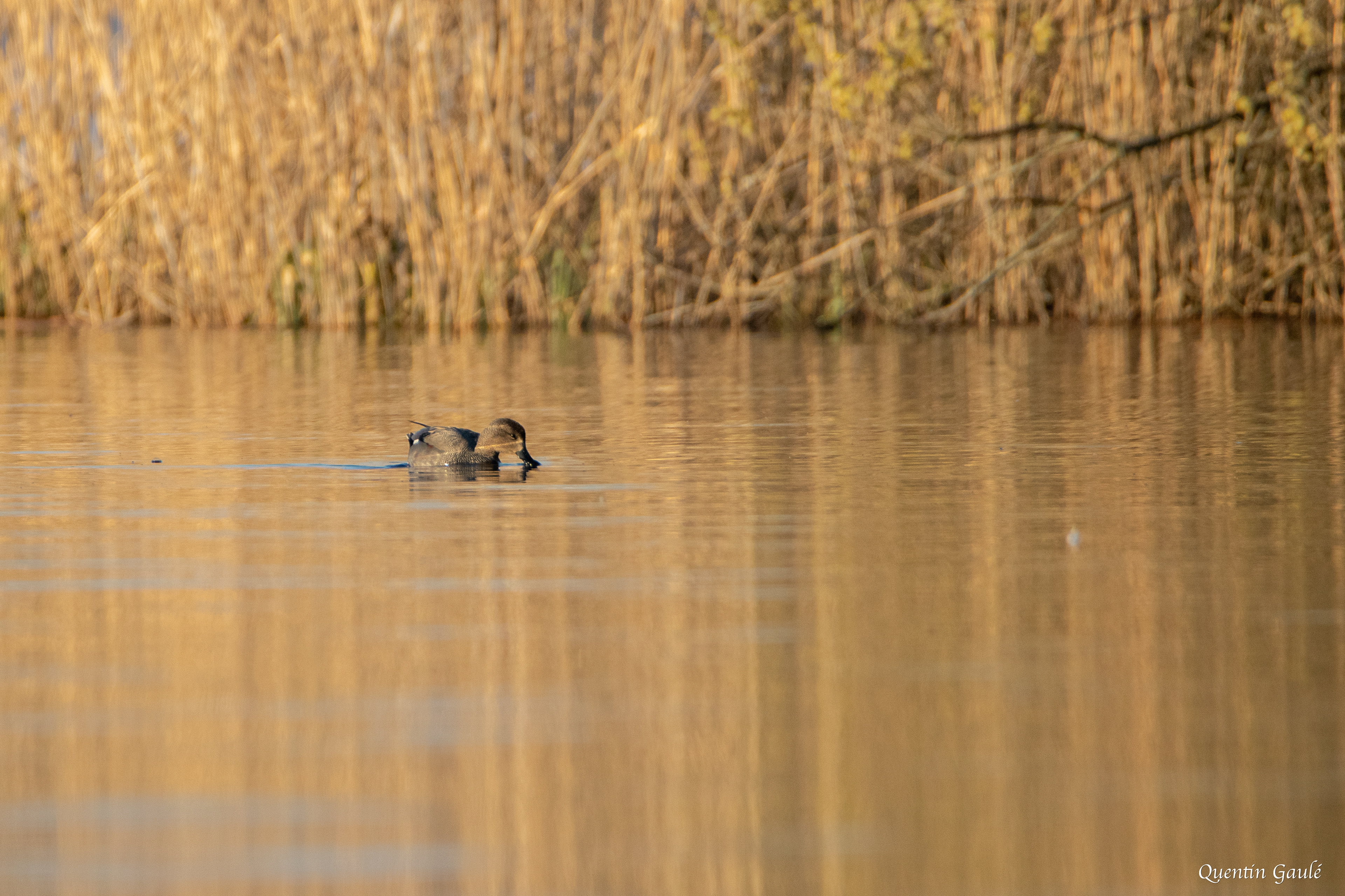 Canard chipeau (Mareca strepera) - Réserve Naturelle Nationale de l'Étang de la Horre, Aube (10)