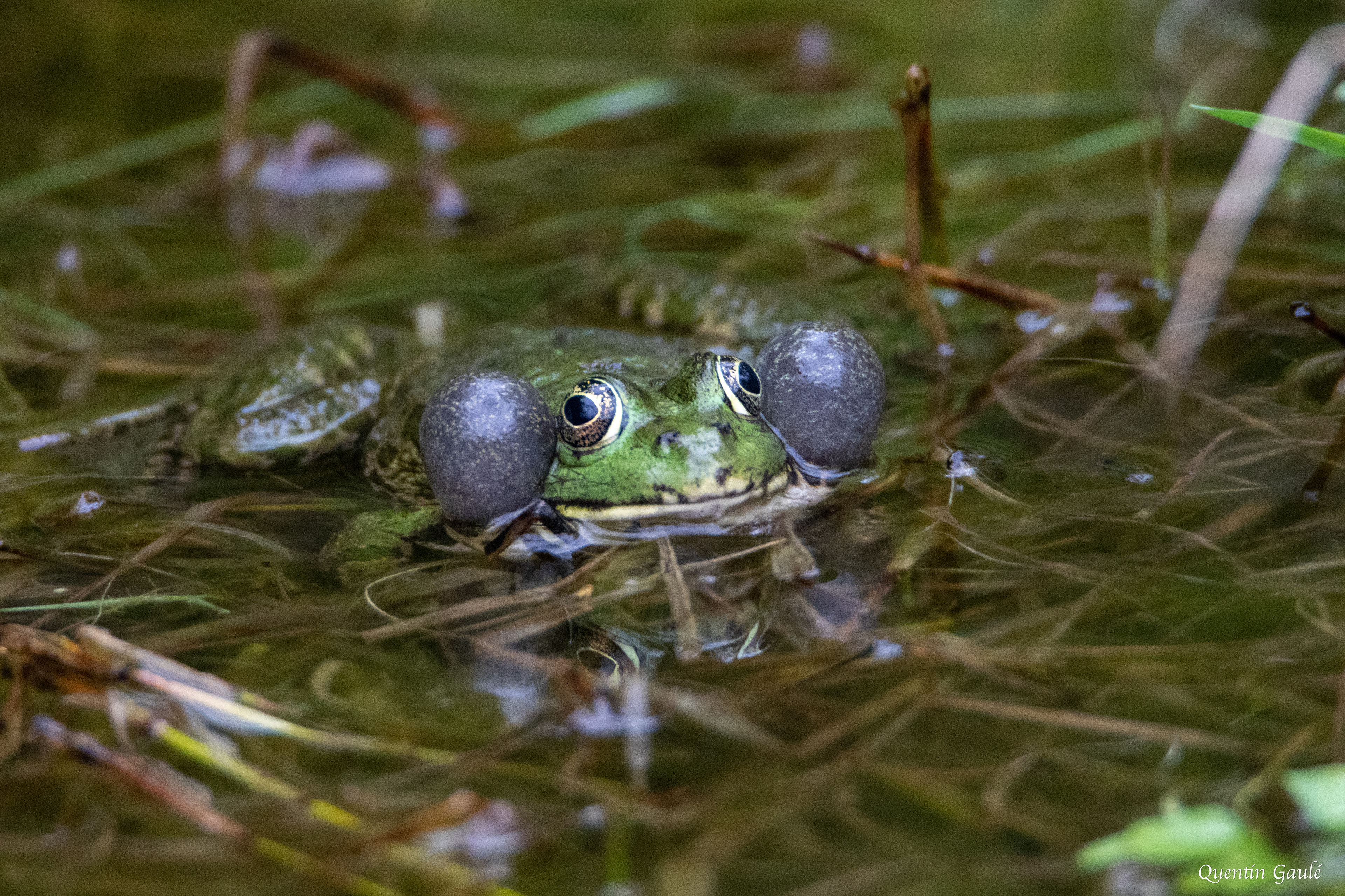 Grenouille de Graf (Pelophylax kl. grafi) - Lons (64)
