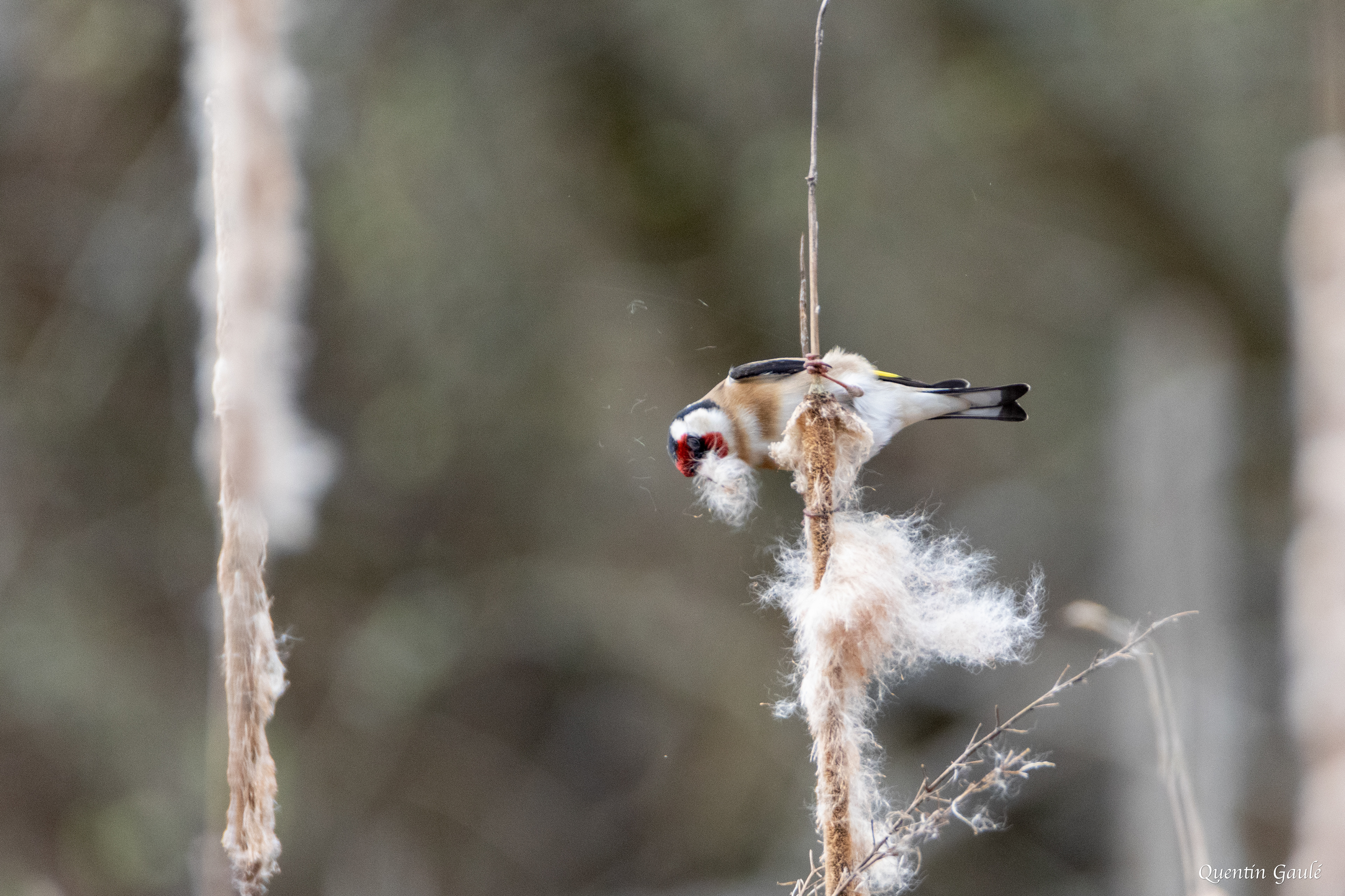 Chardonneret élégant (Carduelis carduelis) - Limoges, Haute-Vienne (87)
