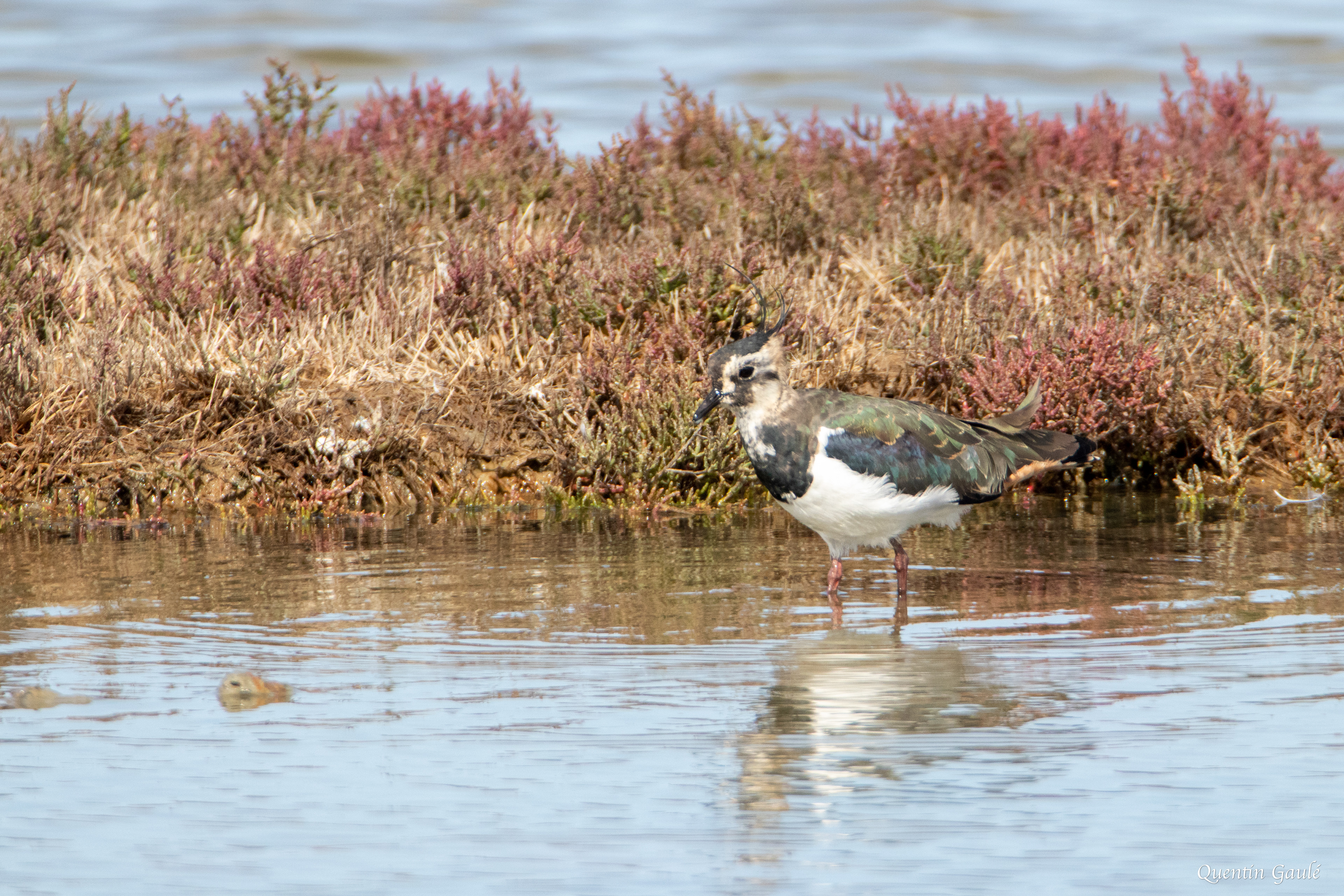 Vanneau huppé (Vanellus vanellus) - Réserve ornithologique du Teich (33)