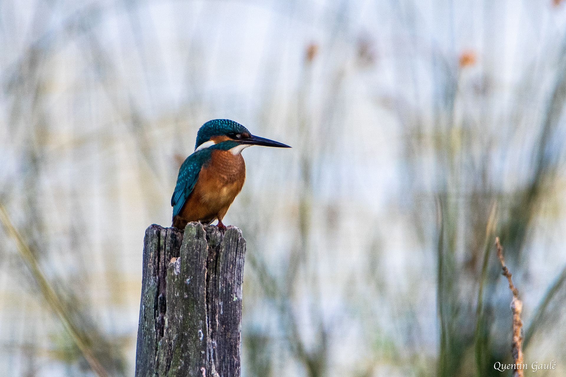 Martin-pêcheur d'Europe (Alcedo atthis) - Étang de Beaumont, Neung-sur-Beuvron, Loir-et-Cher (41)