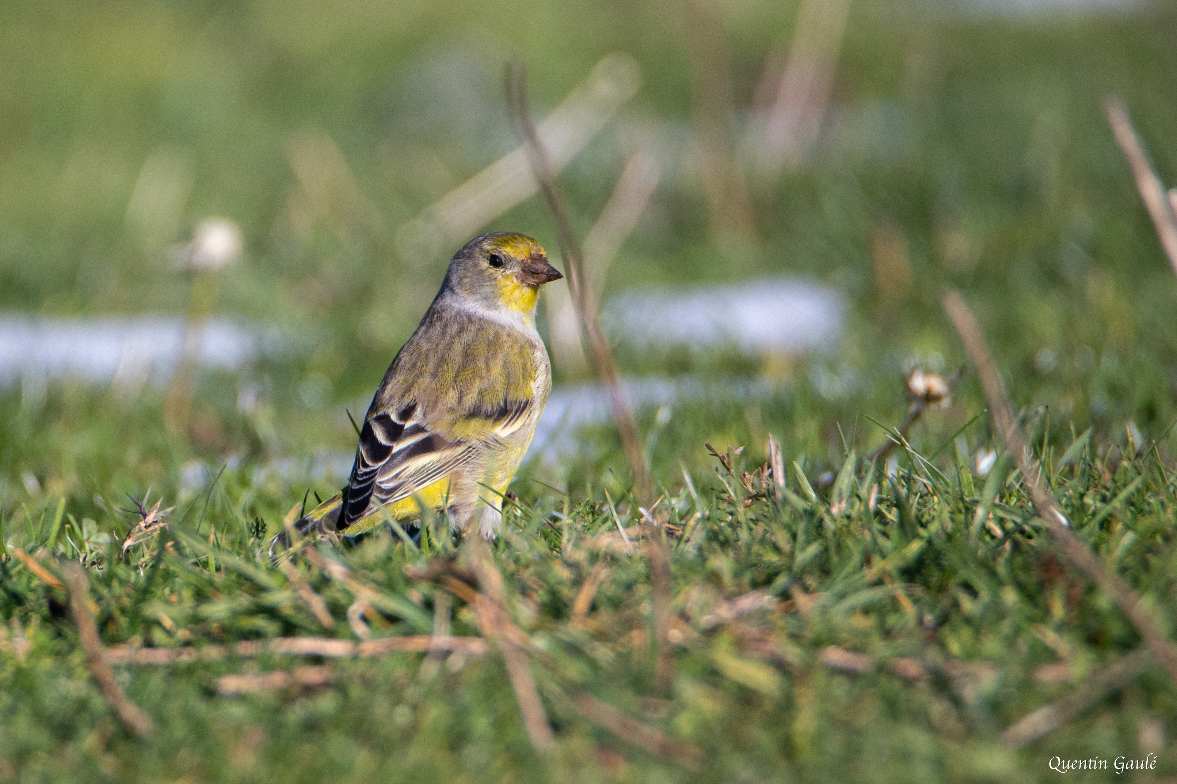 Venturon montagnard (Carduelis citrinella) - La Pierre Saint-Martin, Arette, Pyrénées-Atlantiques (64)
