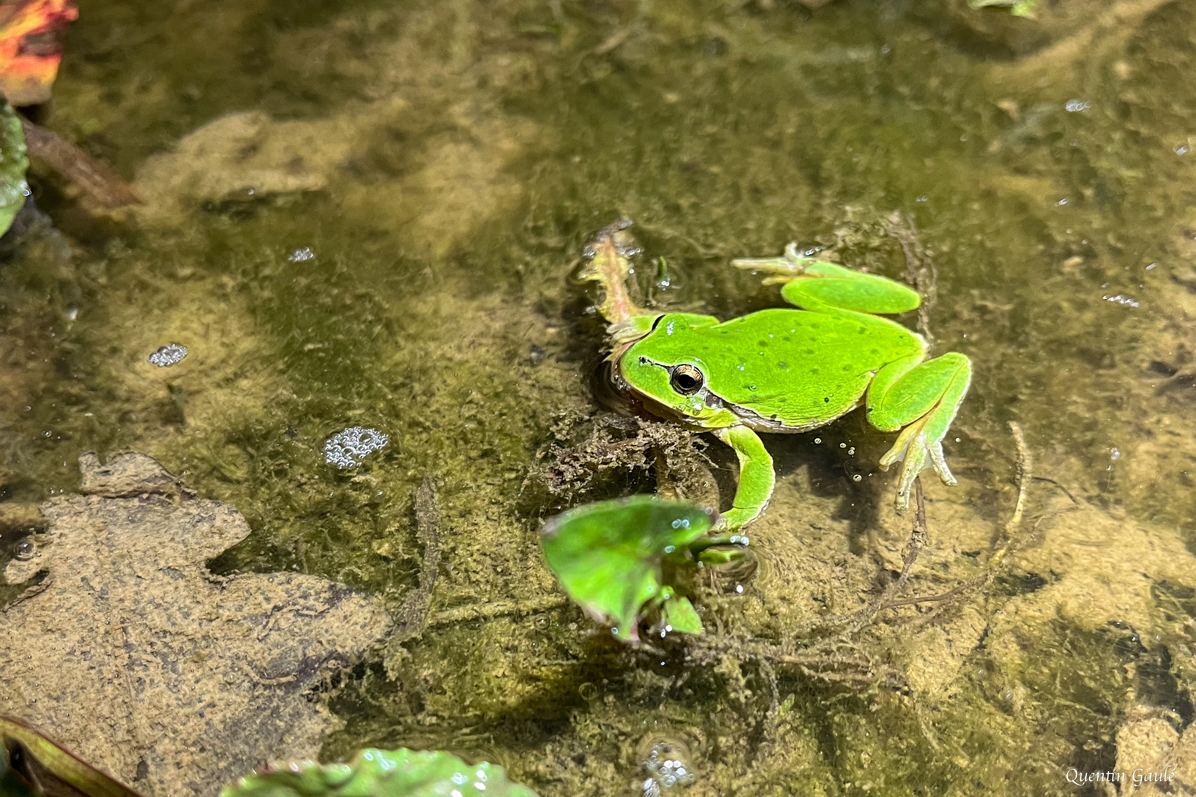 Rainette verte (Hyla arborea) - Brigueil-le-Chantre (86)