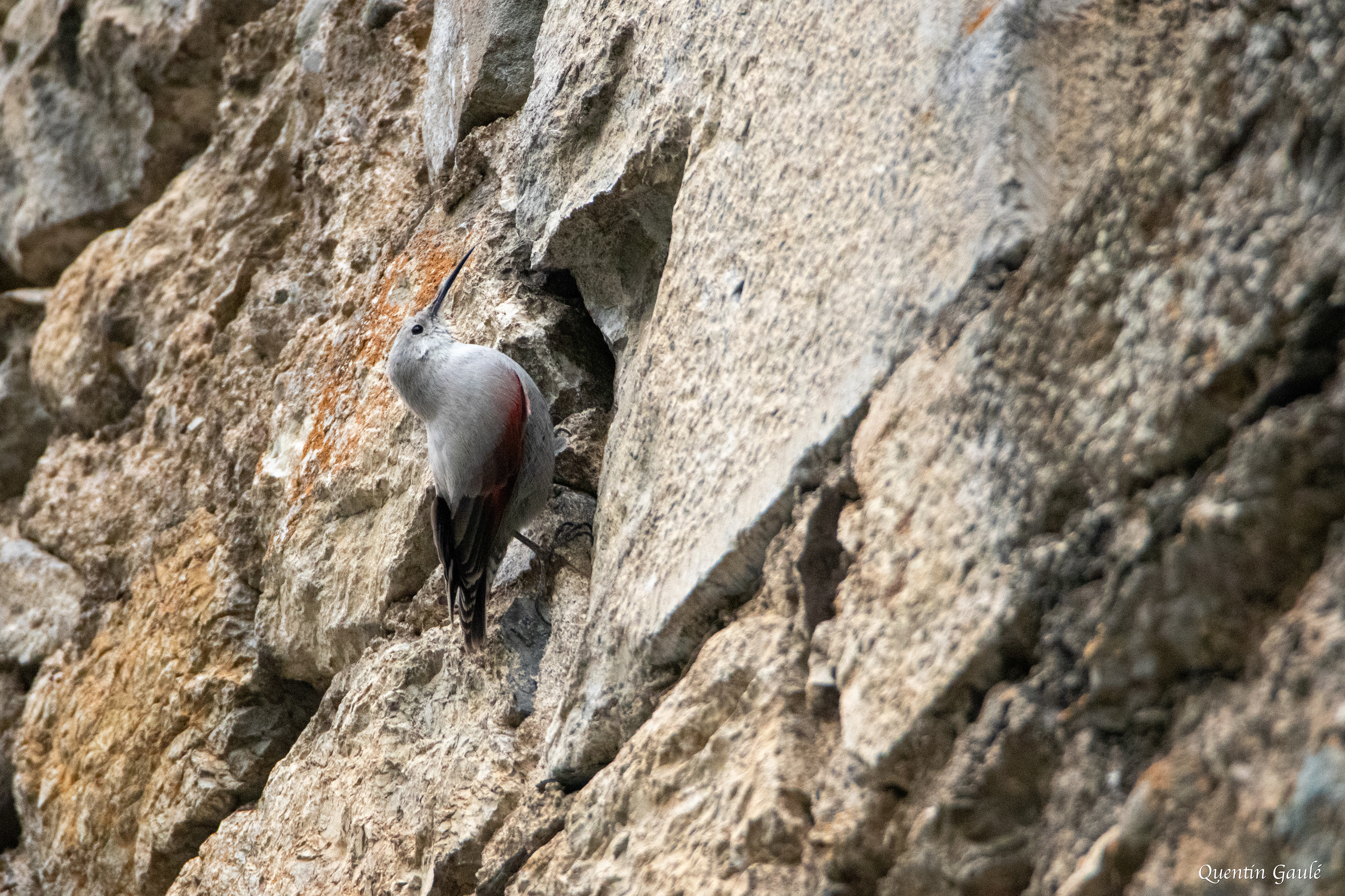 Tichodrome échelette (Tichodroma muraria) - Borce (64)