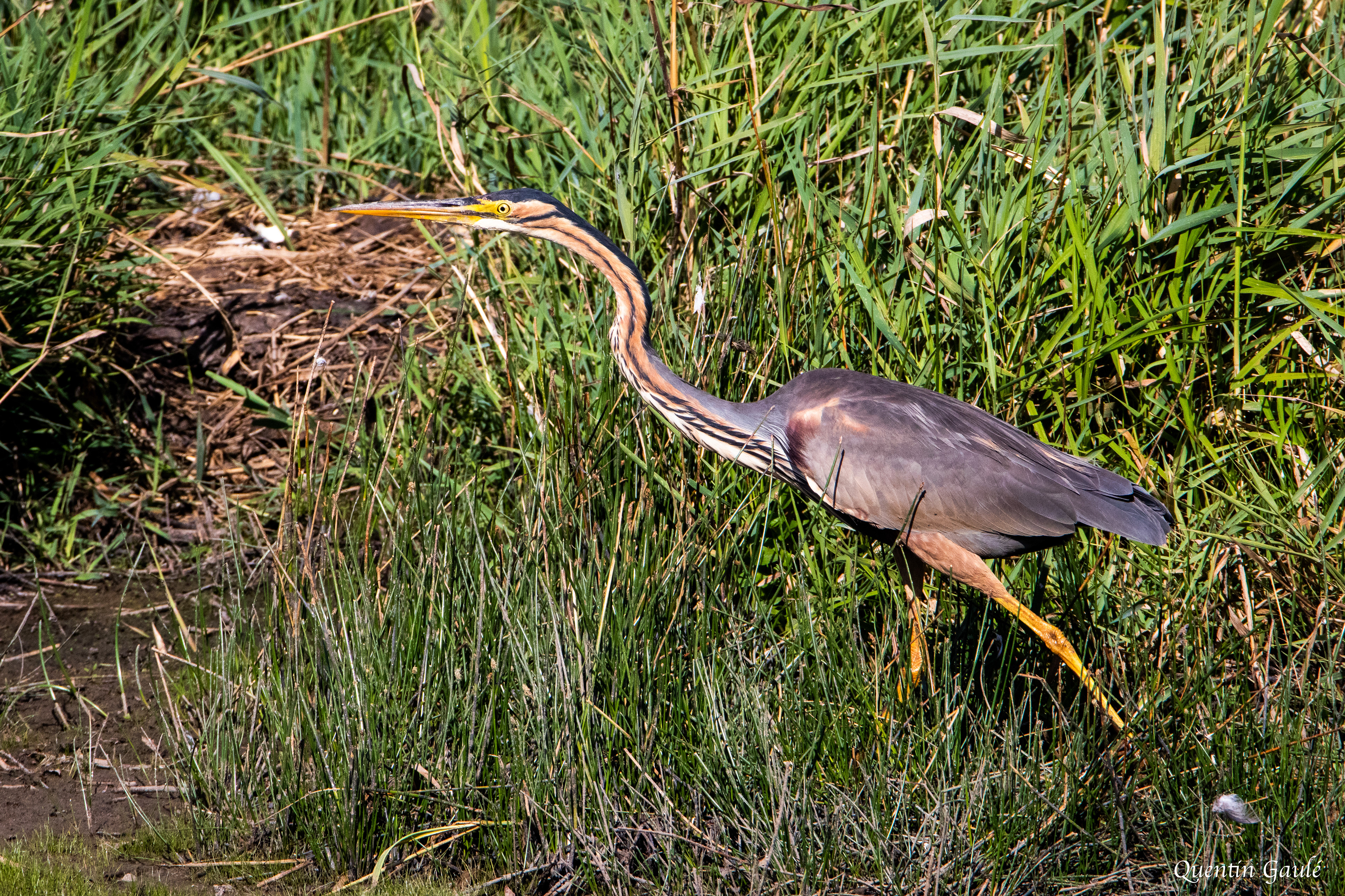 Héron pourpré (Ardea purpurea) - Réserve Naturelle Nationale de Chérine, Indre (36)