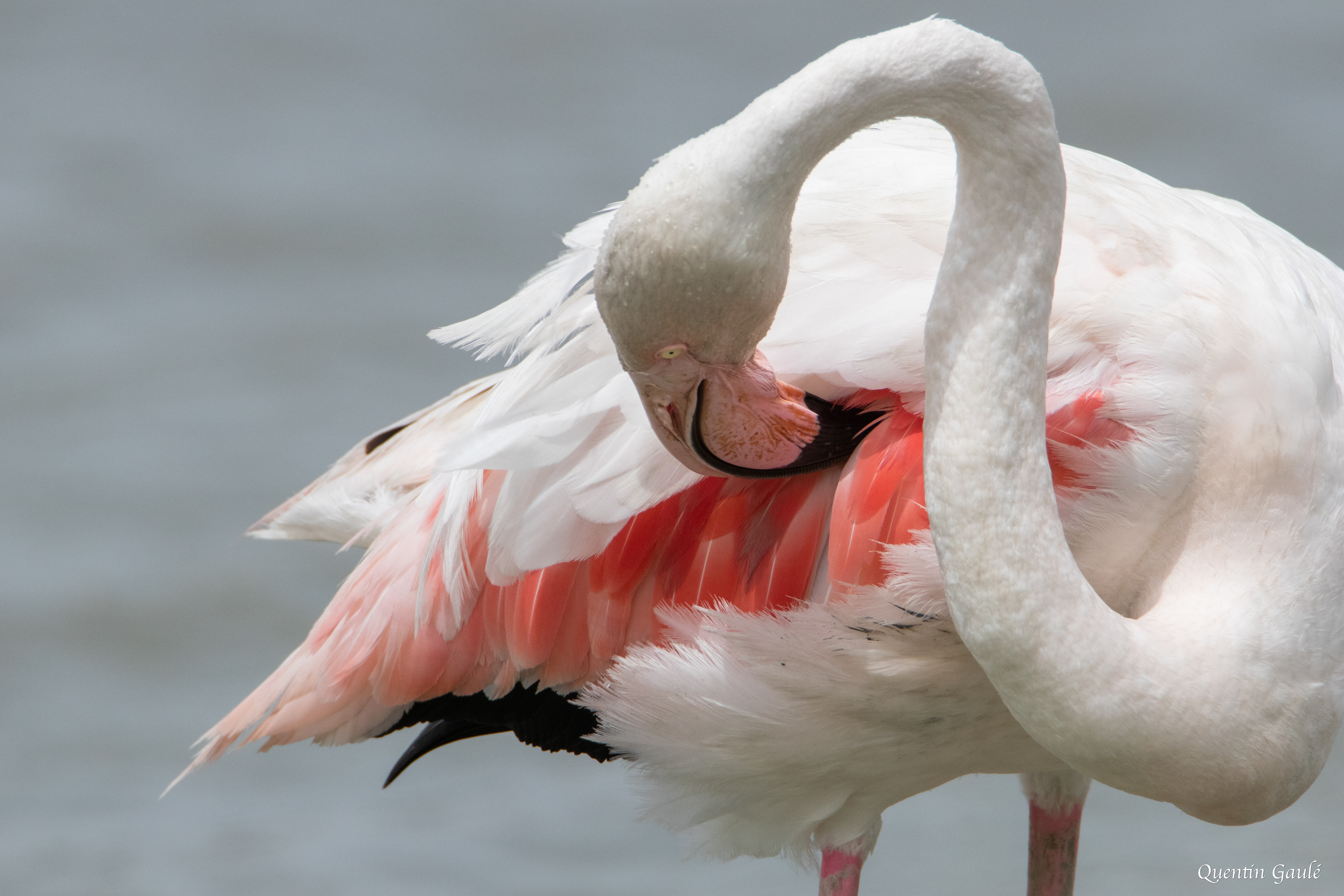Flamant rose (Phoenicopterus roseus) - Parc ornithologique du Pont de Gau, Bouches-du-Rhône (13)