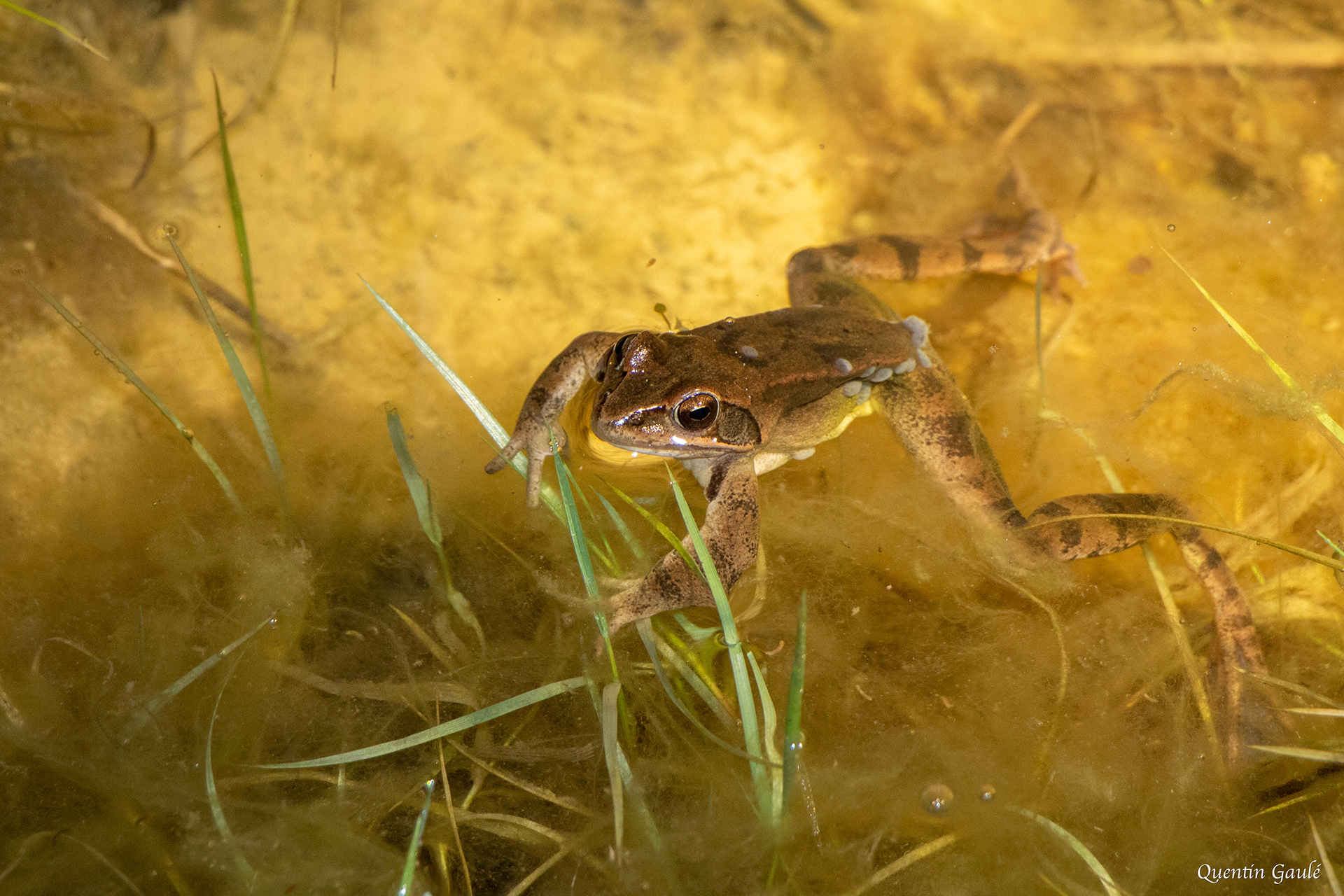 Grenouille agile (Rana dalmatina) - Garlin (64)