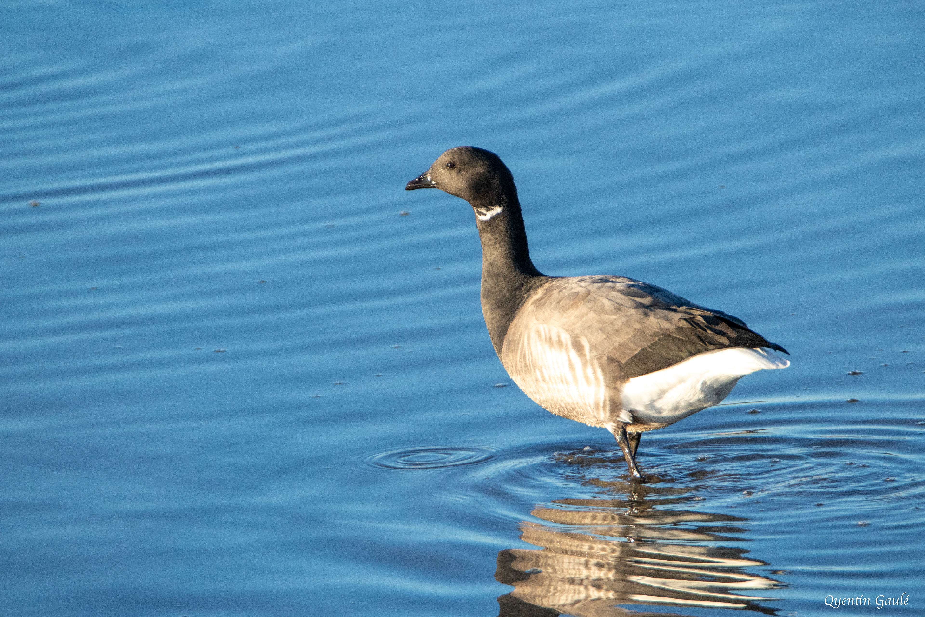 Bernache cravant (Branta bernicla) - Andernos-les-Bains, Gironde (33)