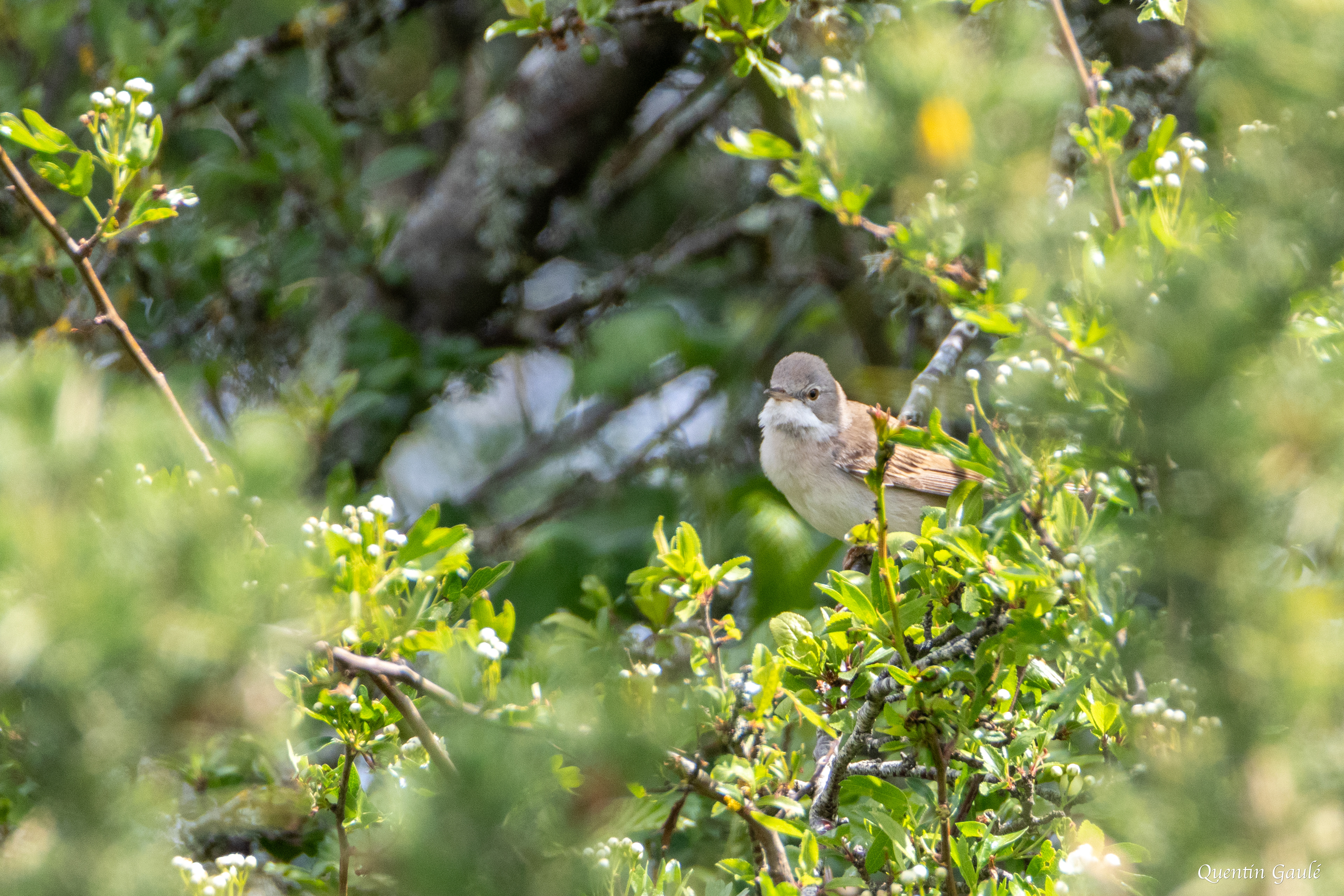 Fauvette grisette (Sylvia communis) - Blond, Haute-Vienne (87)