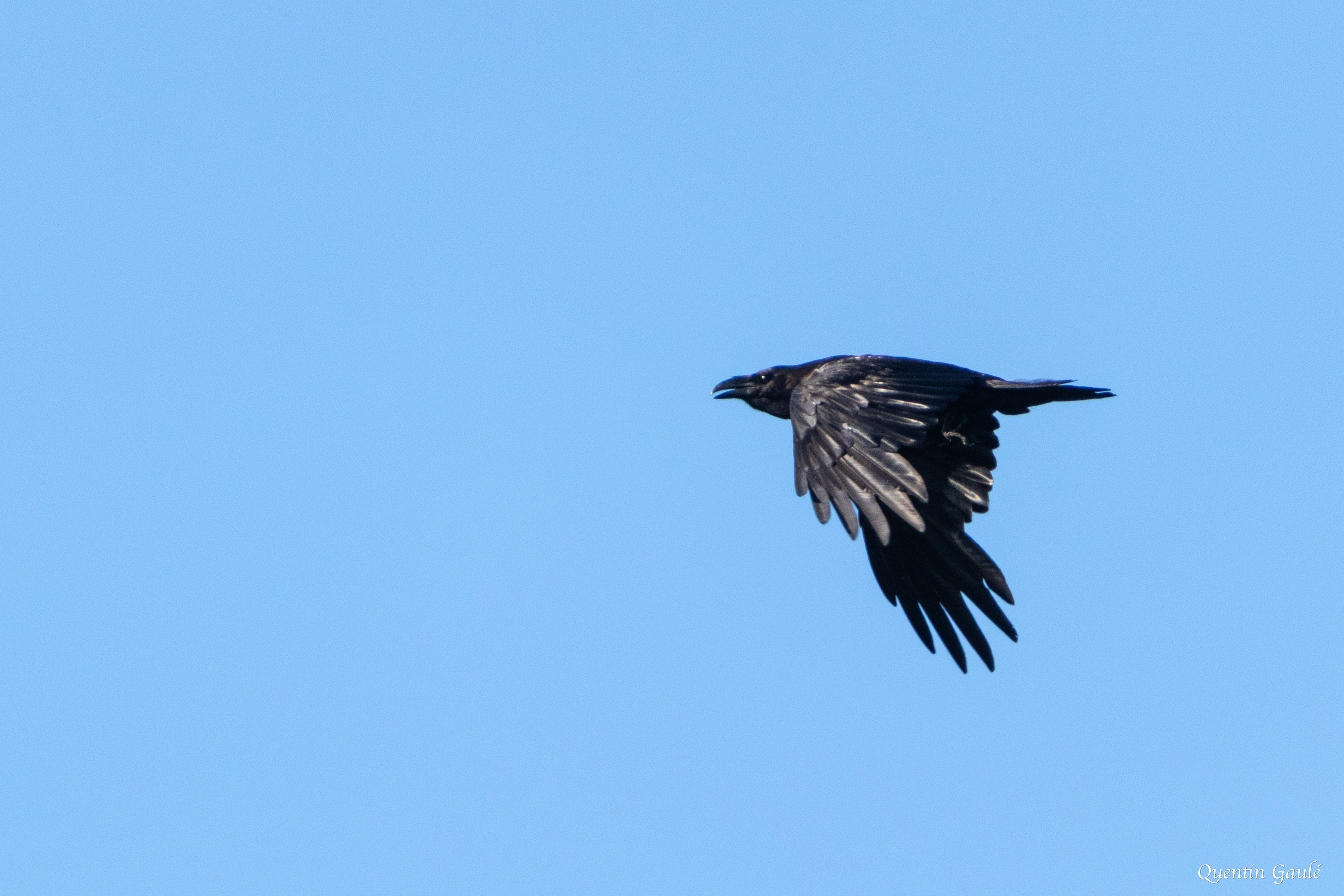 Grand Corbeau (Corvus corax) - Saint-Junien-la-Brégère, Creuse (23)