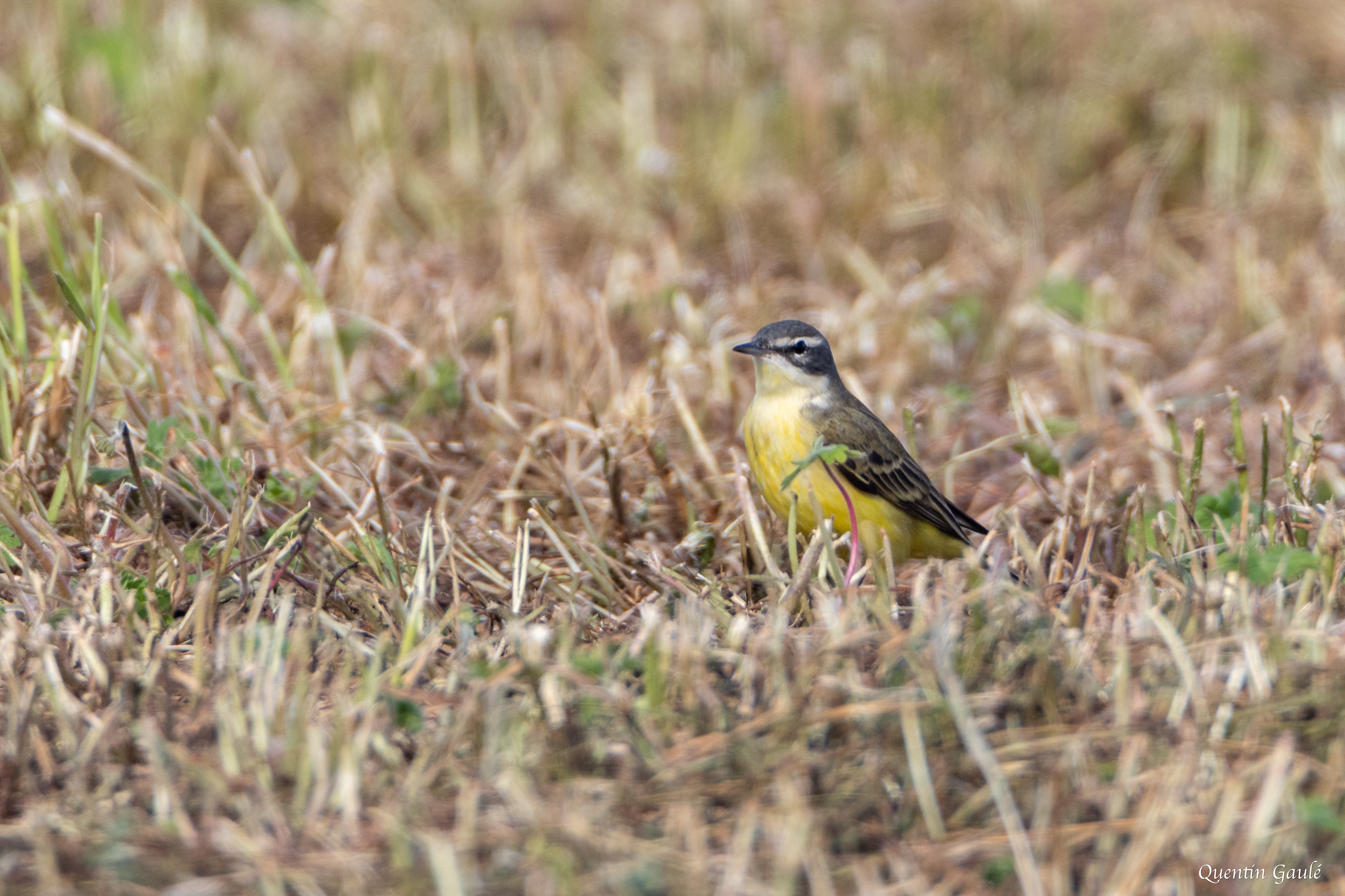 Bergeronnette printanière (Motacilla flava) - Vervant, Charente (16)
