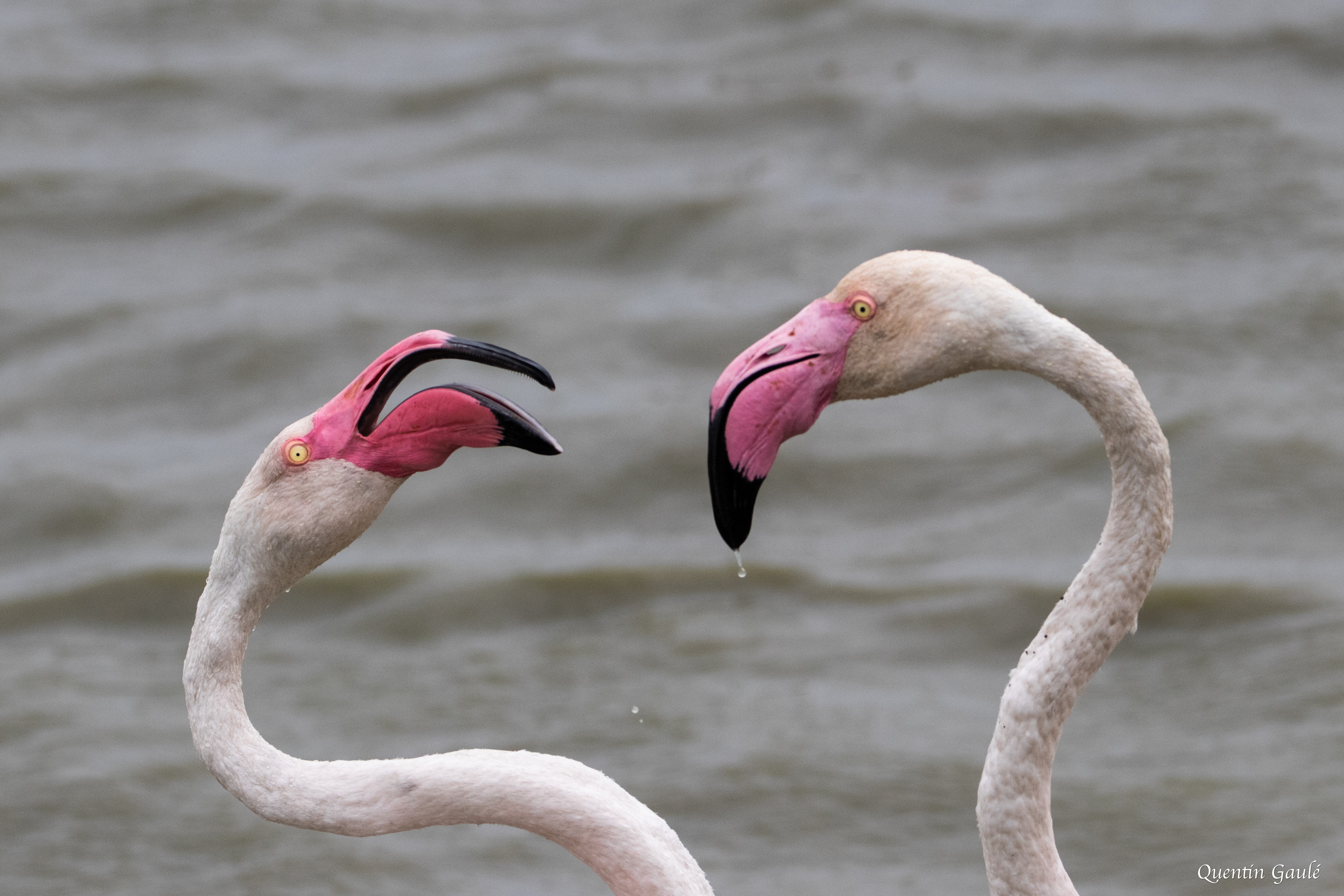 Flamant rose (Phoenicopterus roseus) - Parc ornithologique du Pont de Gau, Bouches-du-Rhône (13)