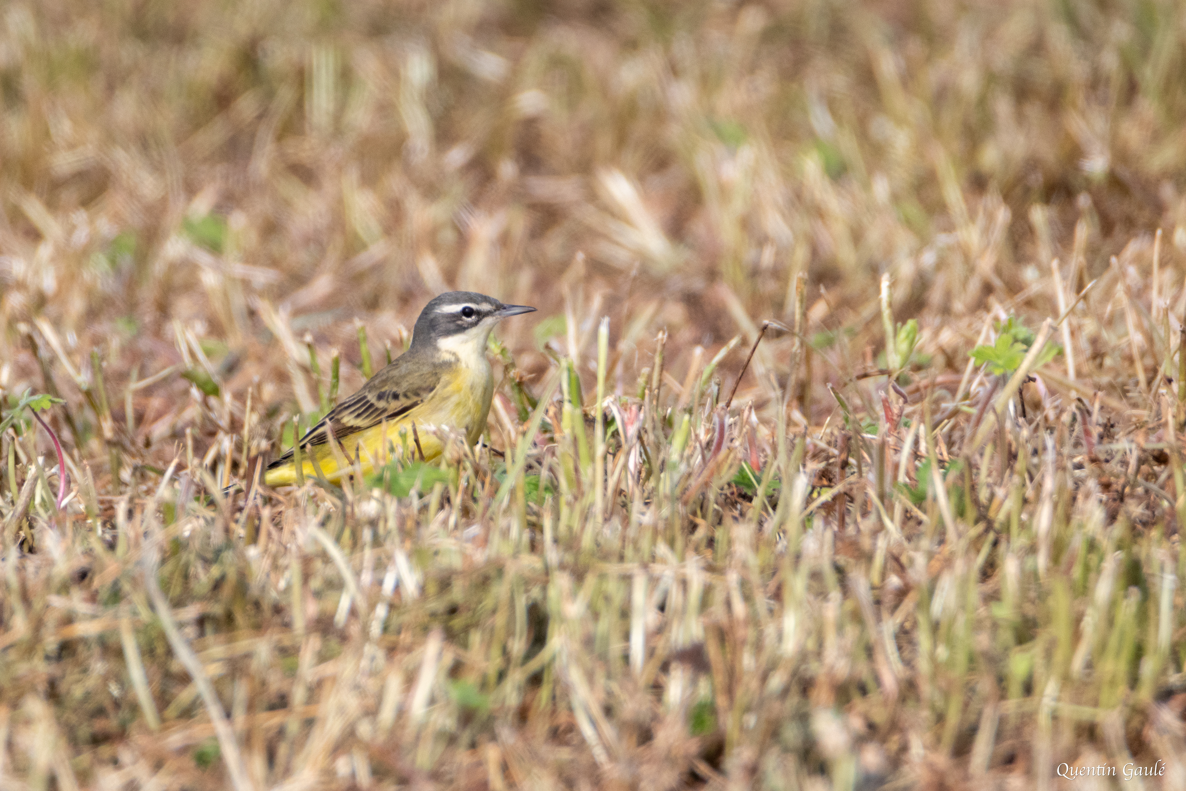 Bergeronnette printanière (Motacilla flava) - Vervant, Charente (16)