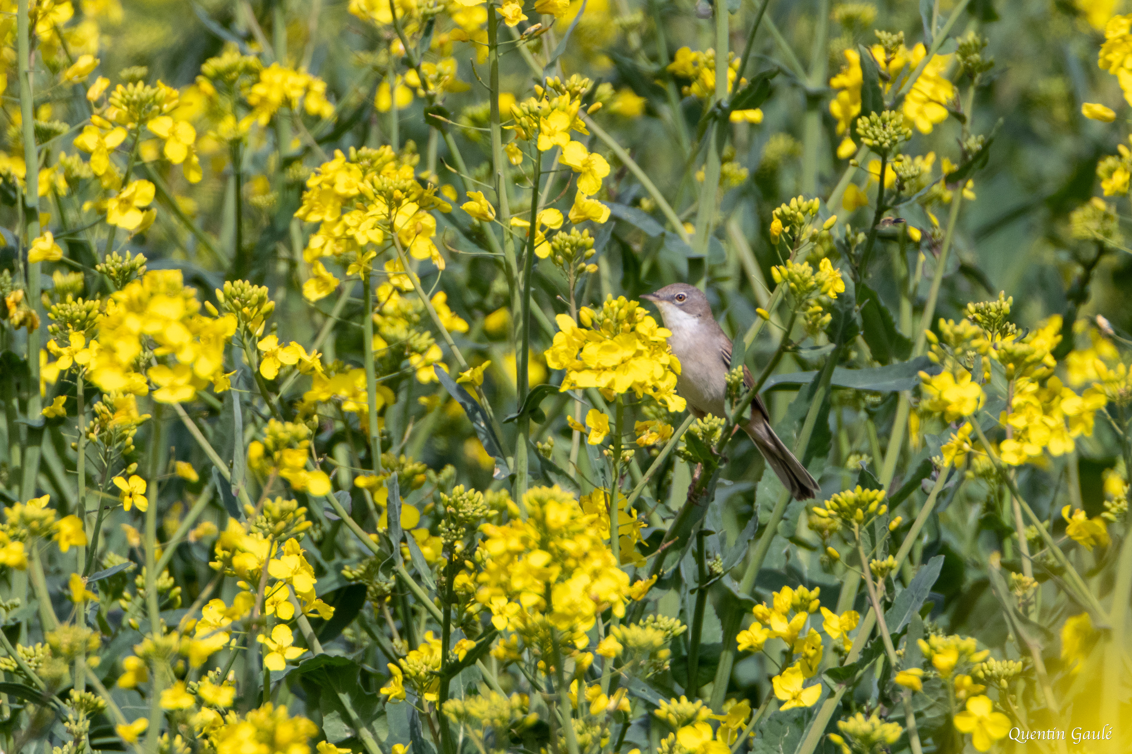 Fauvette grisette (Sylvia communis) - Moutardon (16)