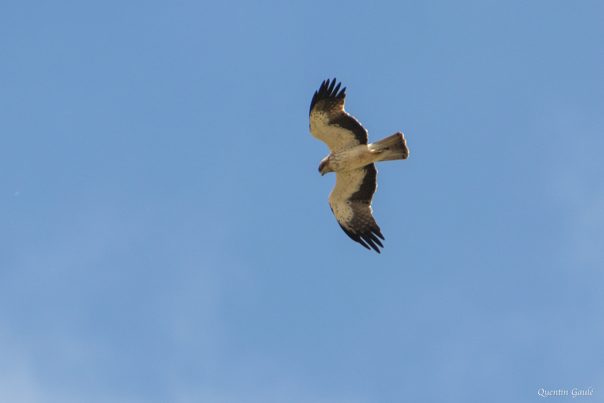 Aigle botté (Hieraaetus pennatus) - Arguedas, Navarre (Espagne)