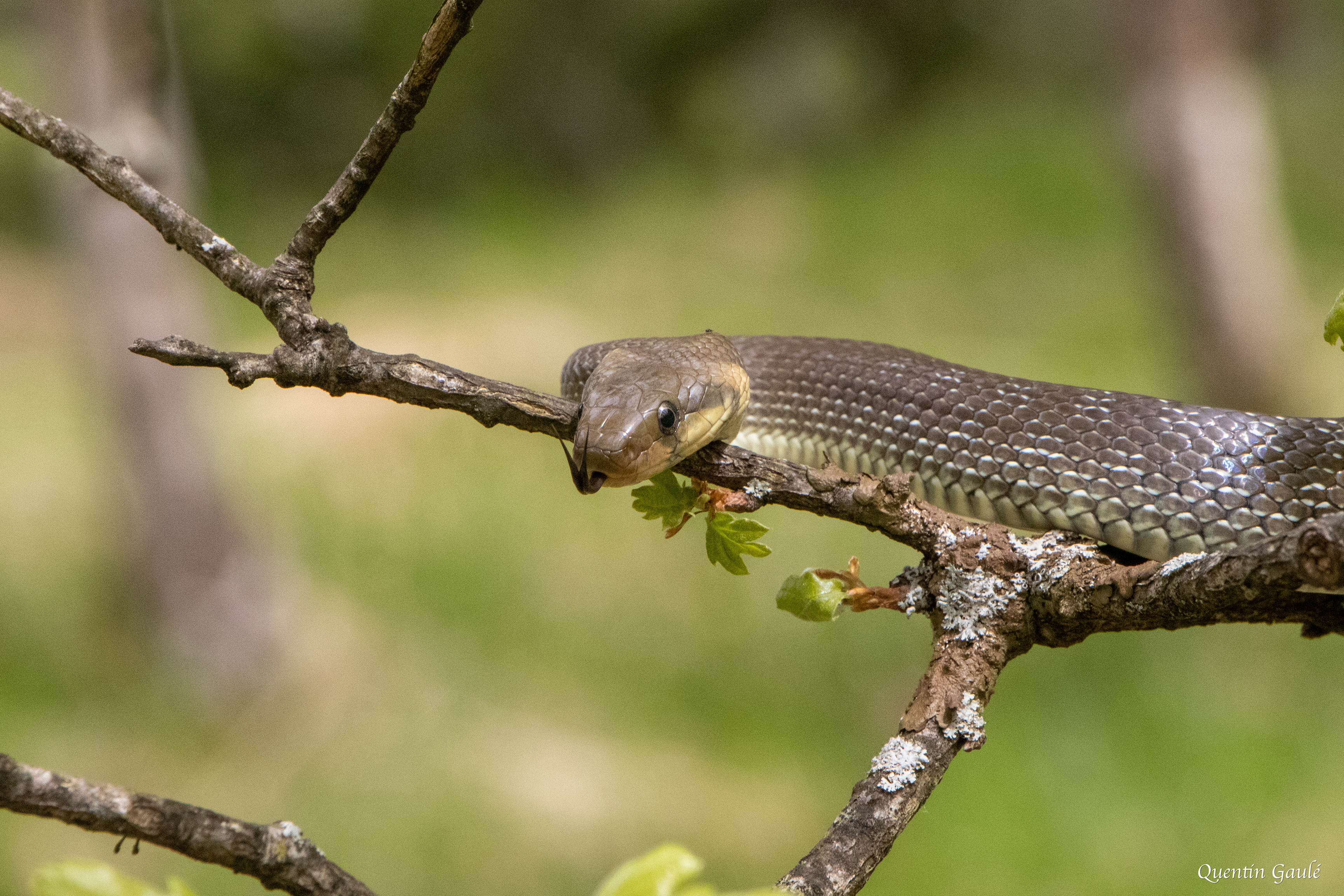 Couleuvre d'Esculape (Zamenis longissimus) - Etsaut, Pyrénées-Atlantiques (64)