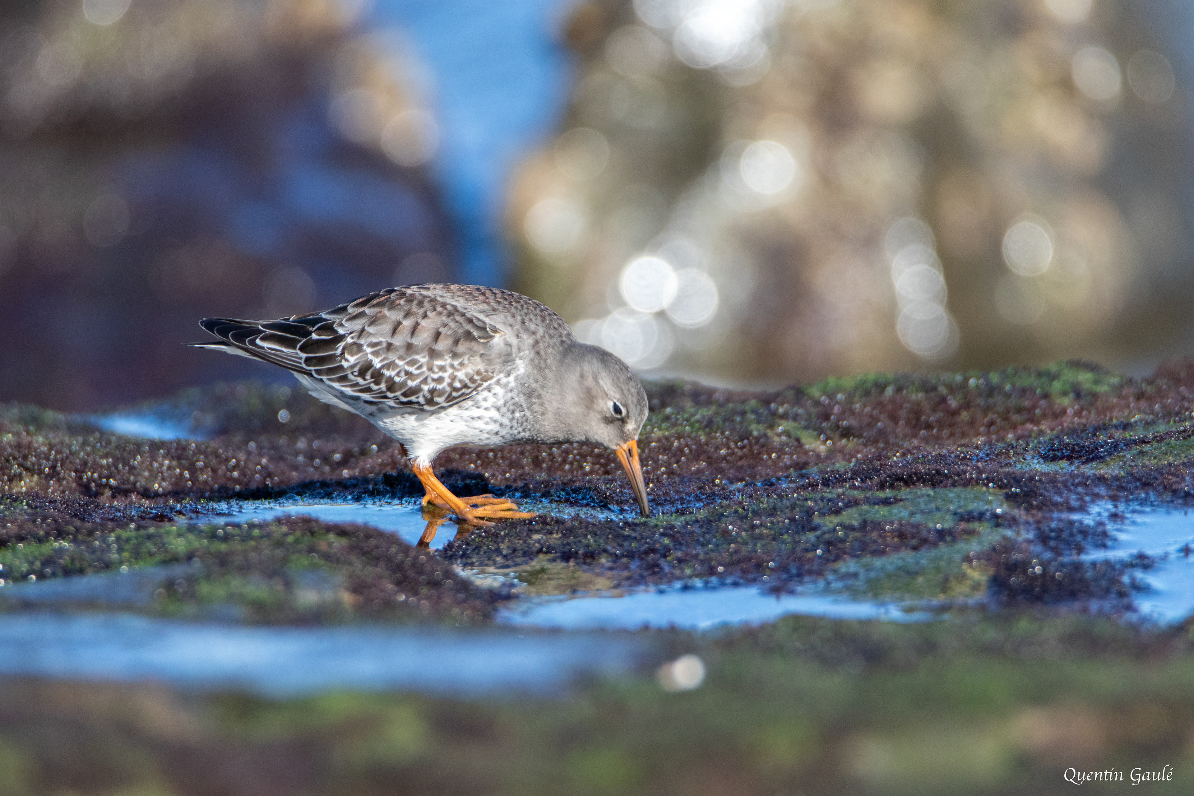 Bécasseau violet (Calidris maritima) - Anglet (64)