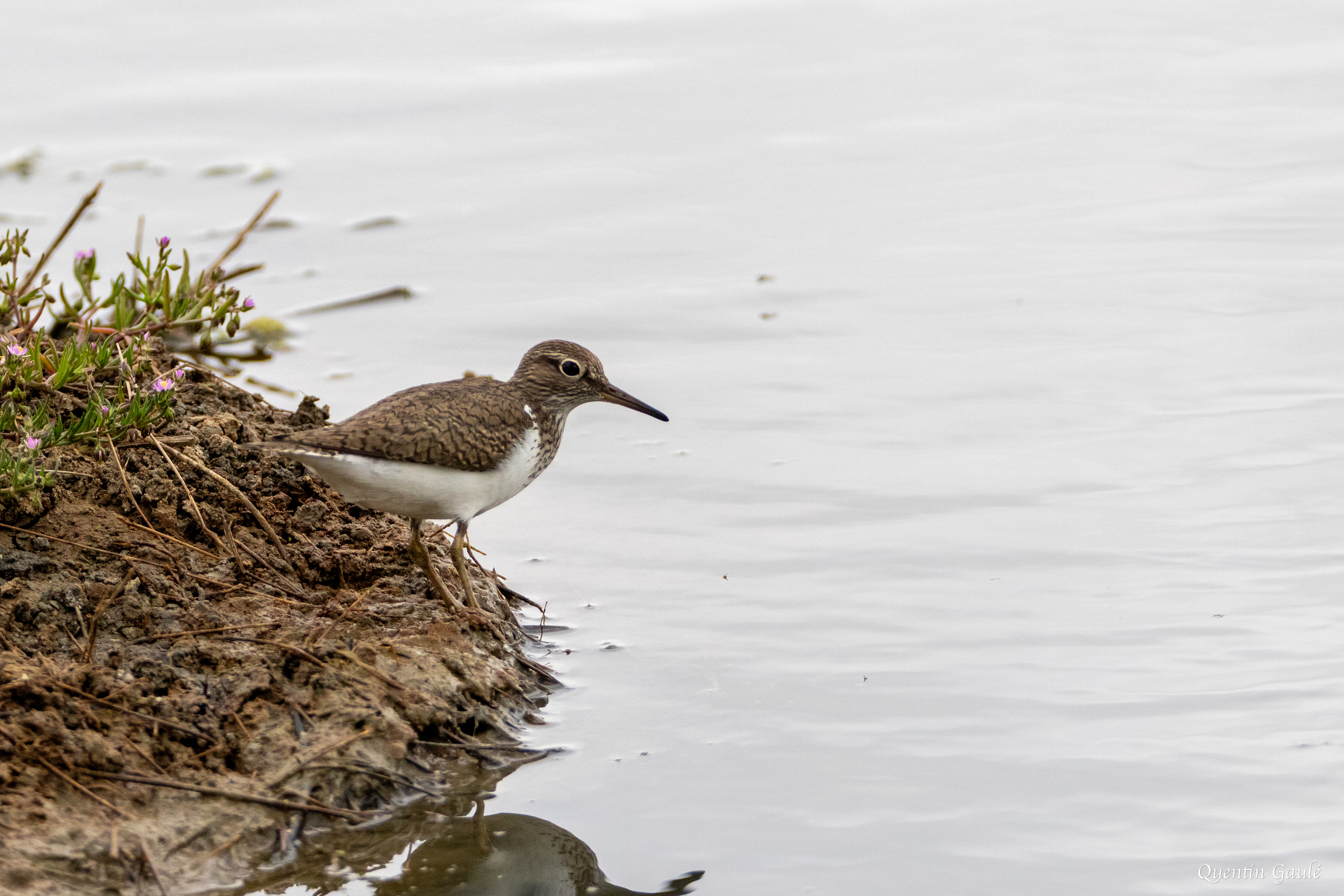 Chevalier guignette (Actitis hypoleucos) - Réserve ornithologique du Teich, Gironde (33)