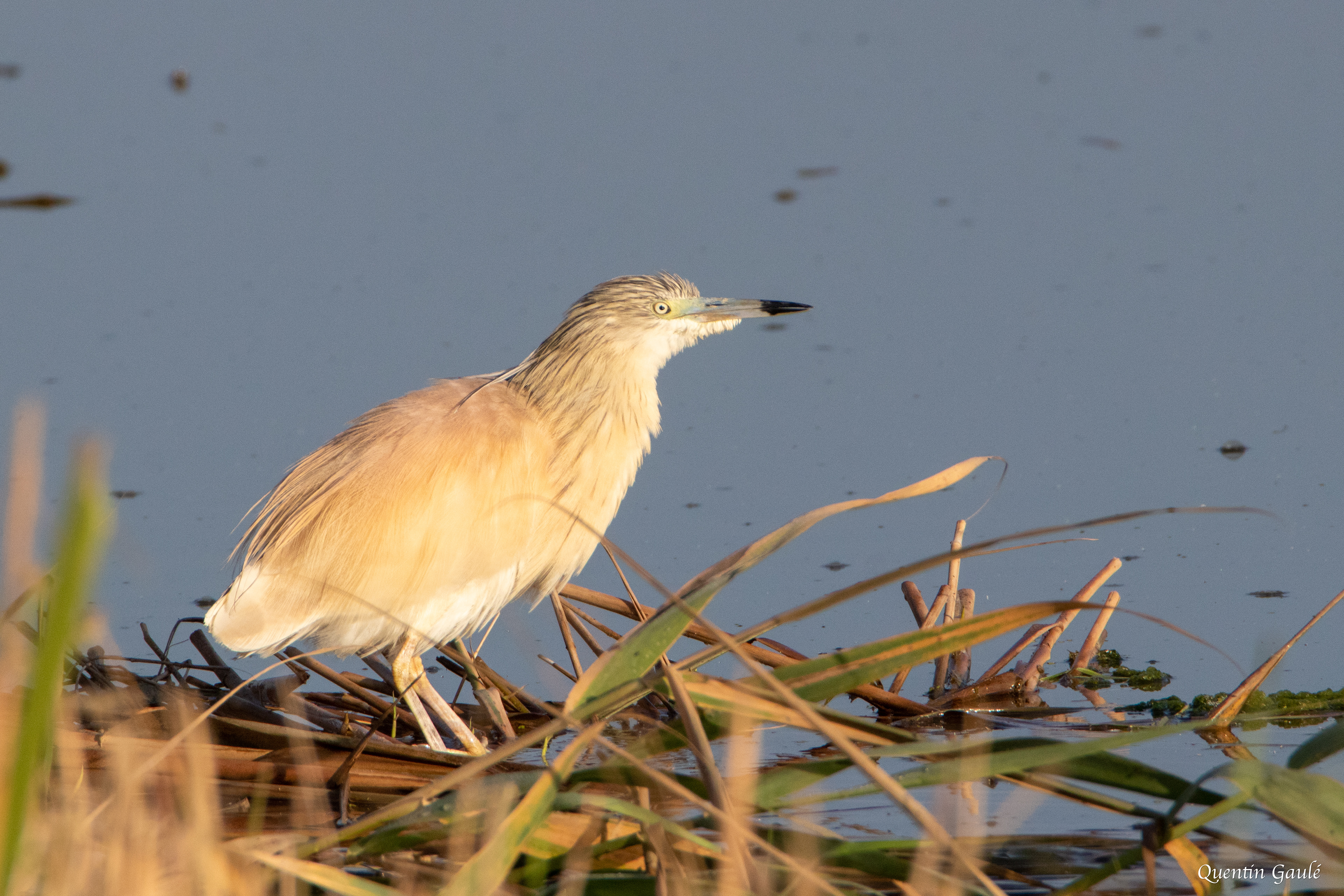 Crabier chevelu (Ardeola ralloides) - Parc Naturel du Delta de l'Èbre, Catalogne (Espagne)