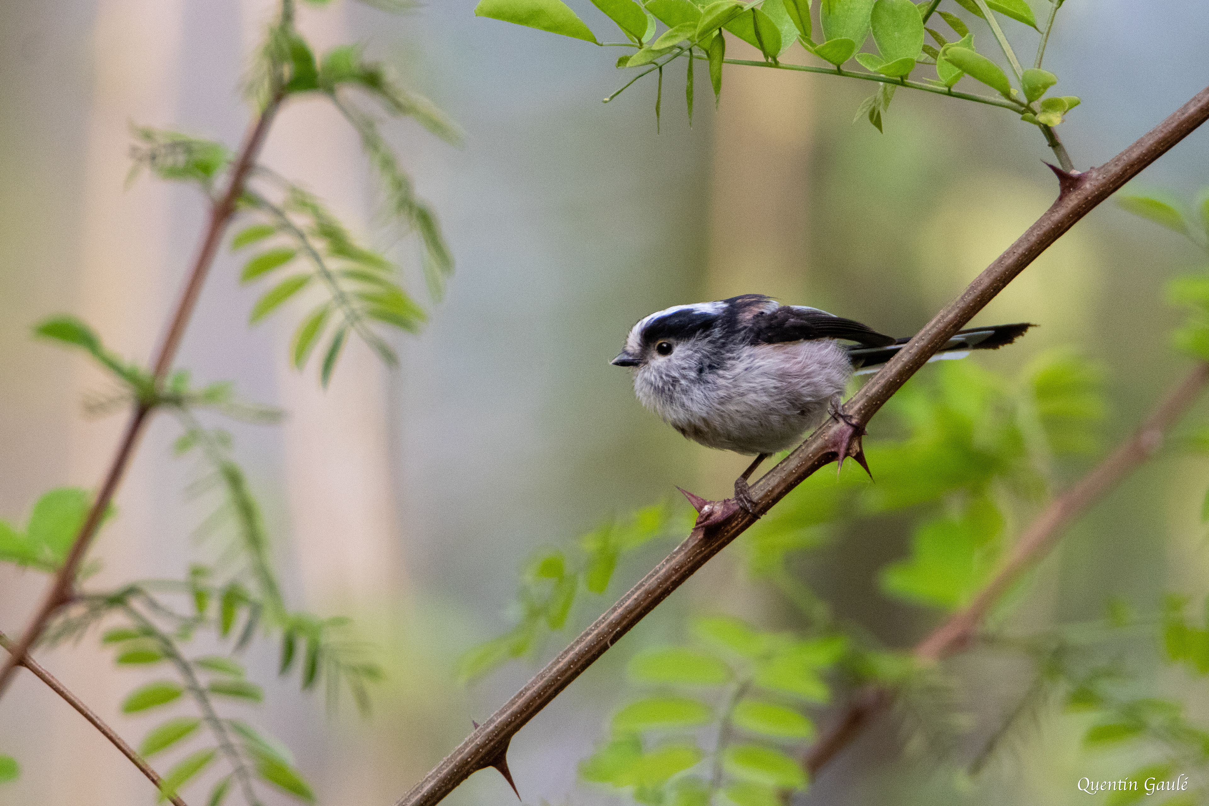 Mésange à longue queue (Aegithalos caudatus) - Gelos (64)