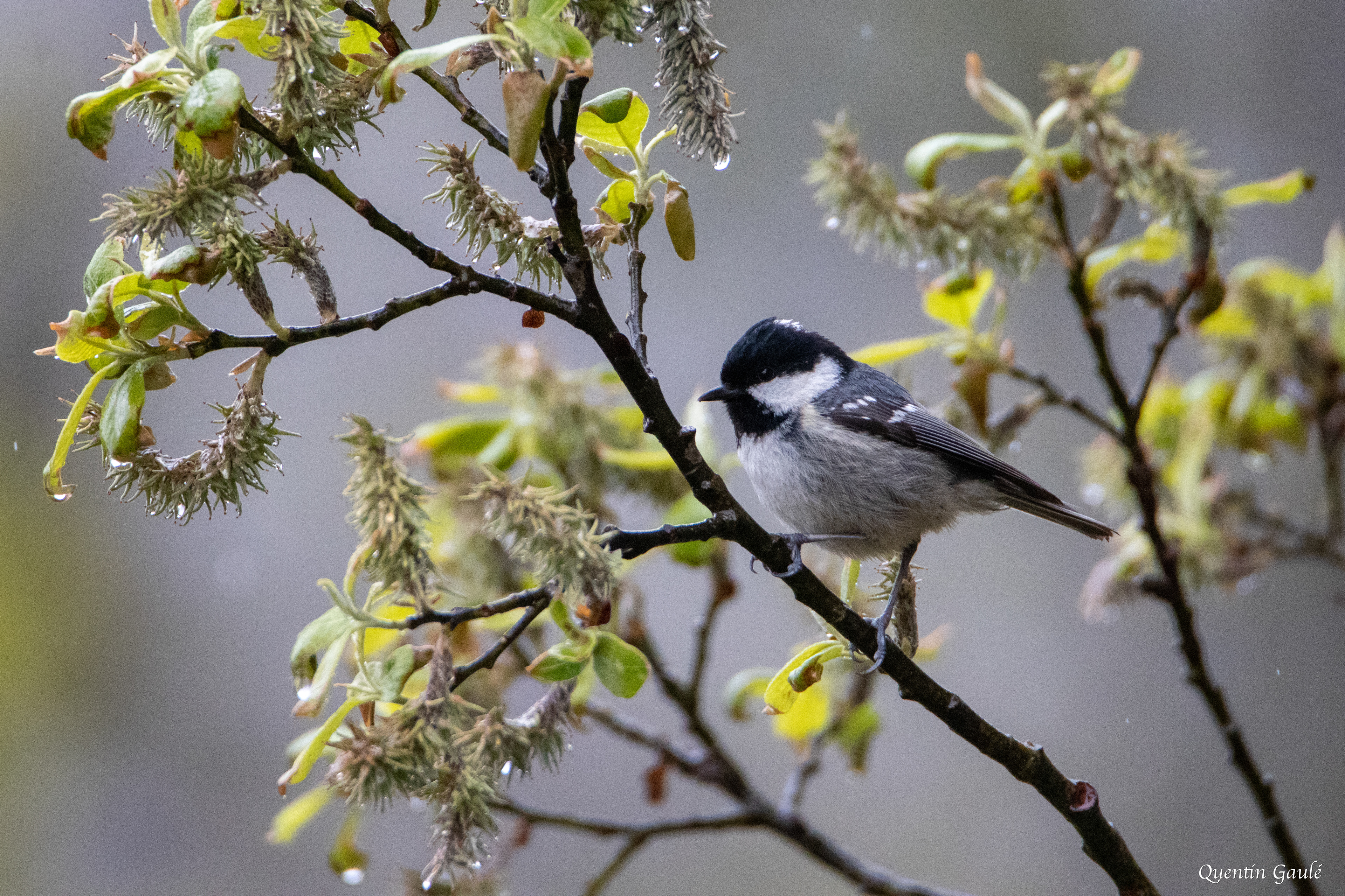 Mésange noire (Periparus ater) - Etsaut (64)