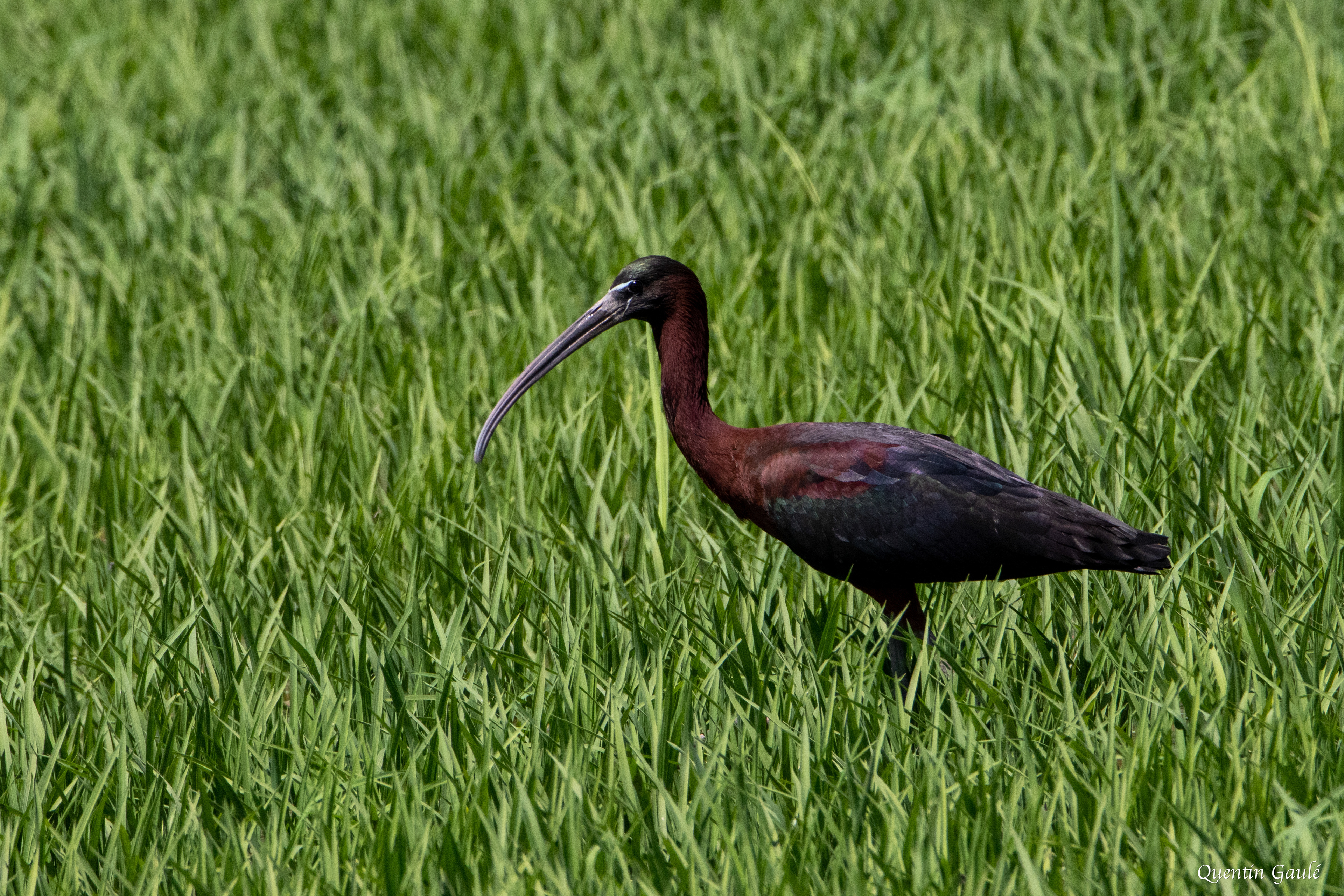 Ibis falcinelle (Plegadis falcinellus) - Parc Naturel du Delta de l'Èbre, Catalogne (Espagne)