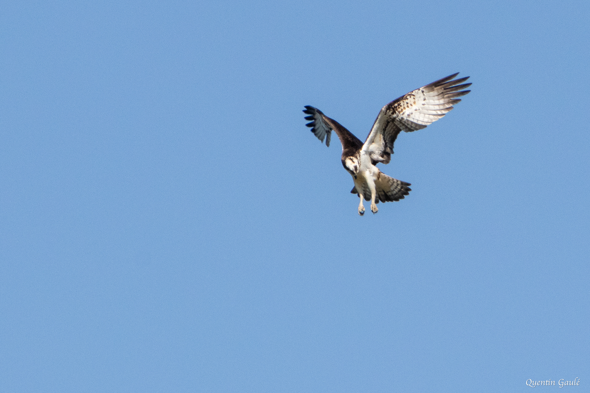 Balbuzard pêcheur (Pandion haliaetus) - Meurthe-et-Moselle (54)