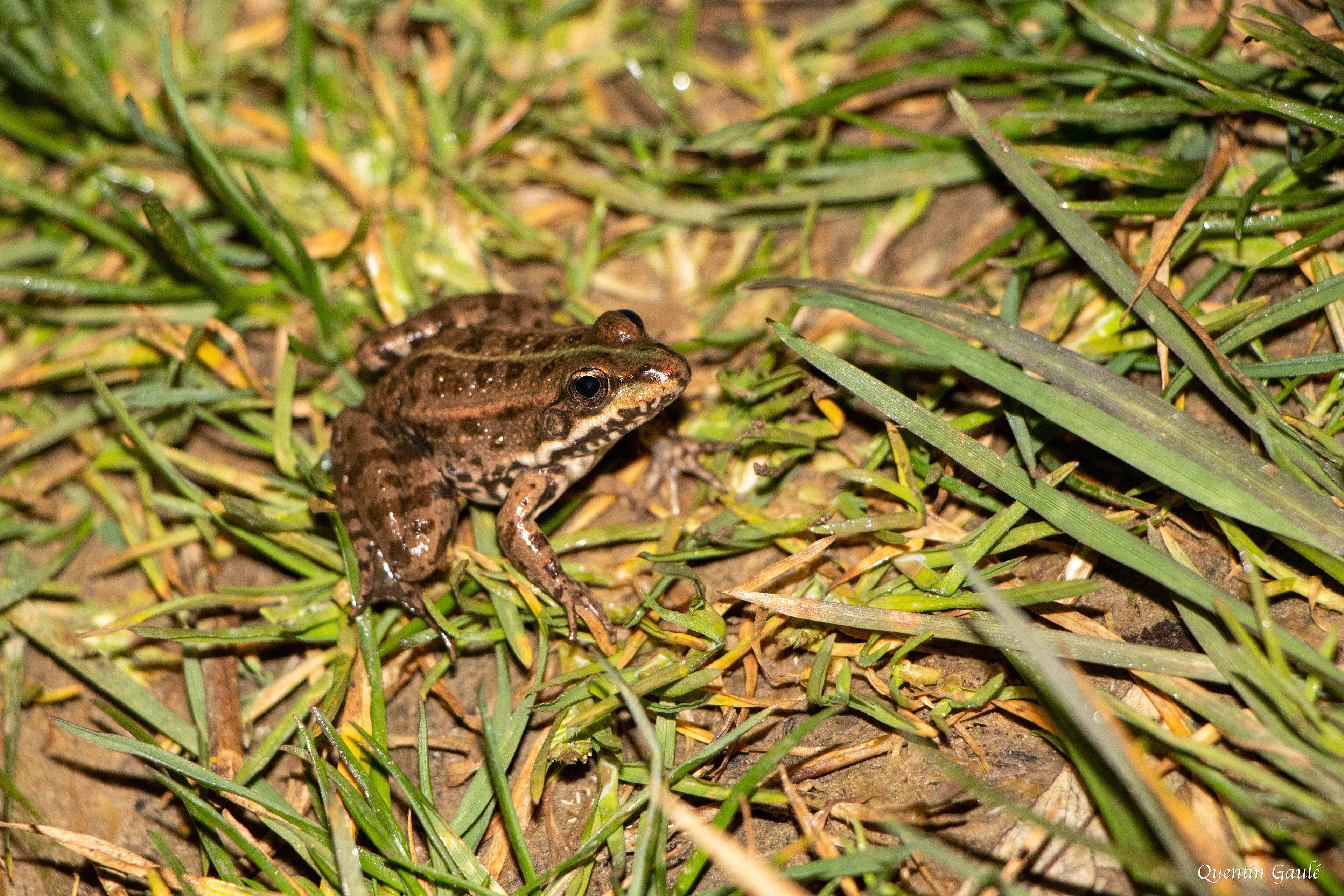 Grenouille de Graf (Pelophylax kl. grafi) - Garlin (64)