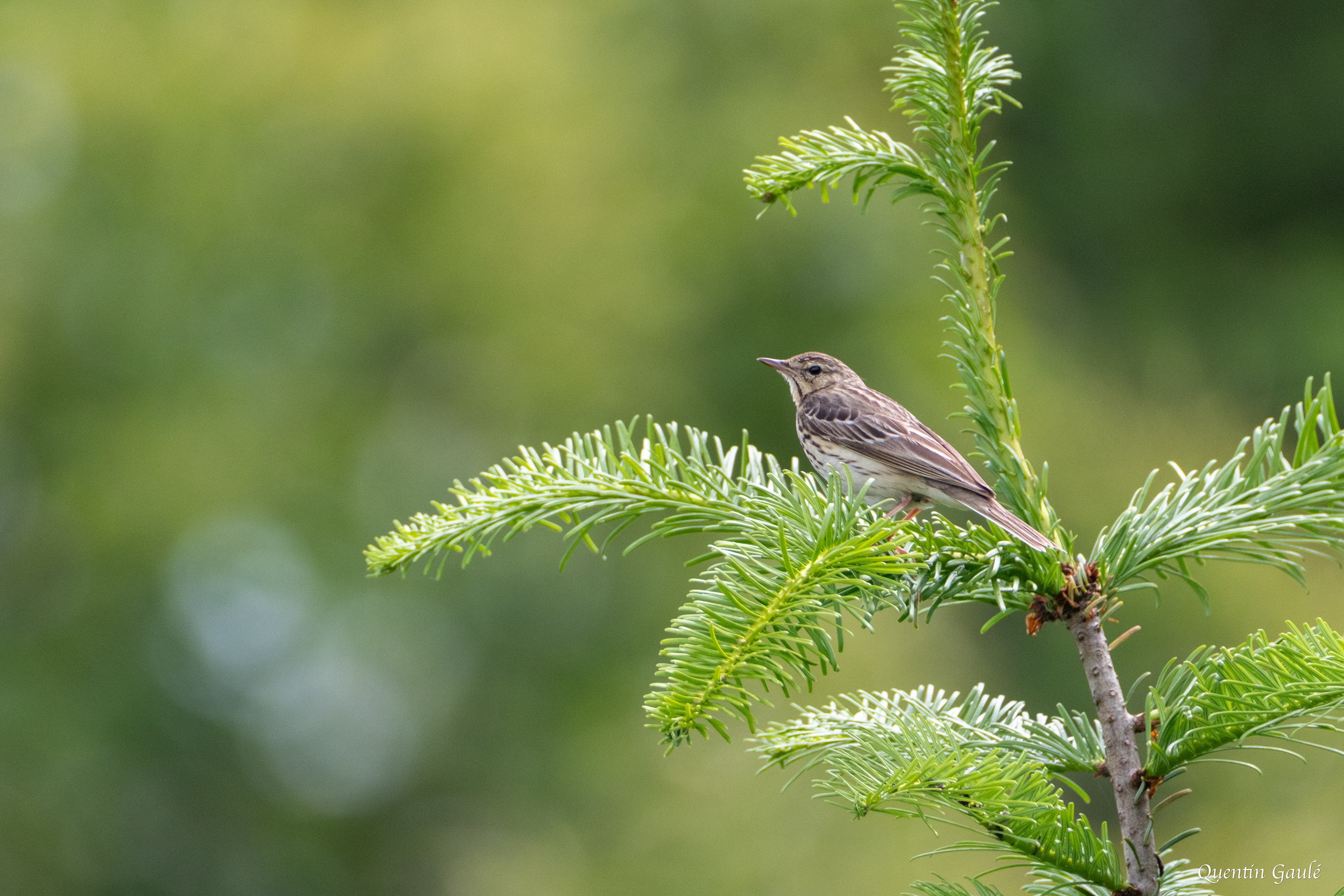 Pipit des arbres (Anthus trivialis) - Saint-Martin-Château, Creuse (23)