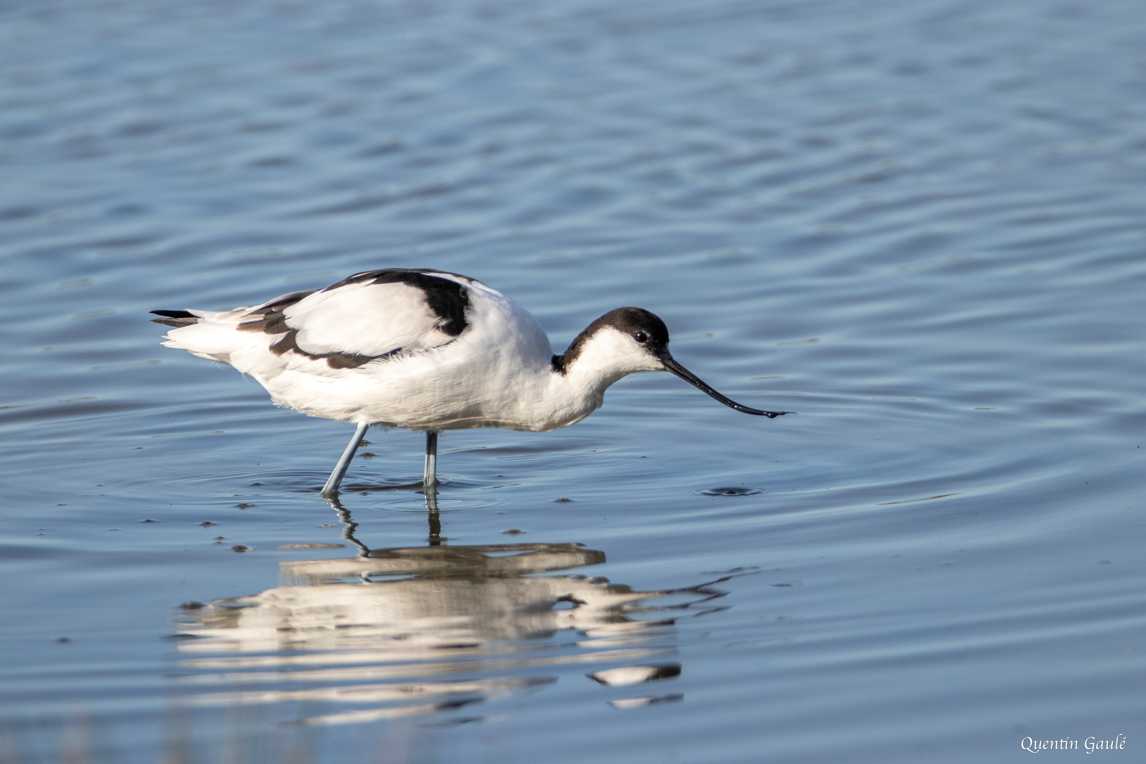 Avocette élégante (Recurvirostra avosetta) - Réserve ornithologique du Teich, Gironde (33)