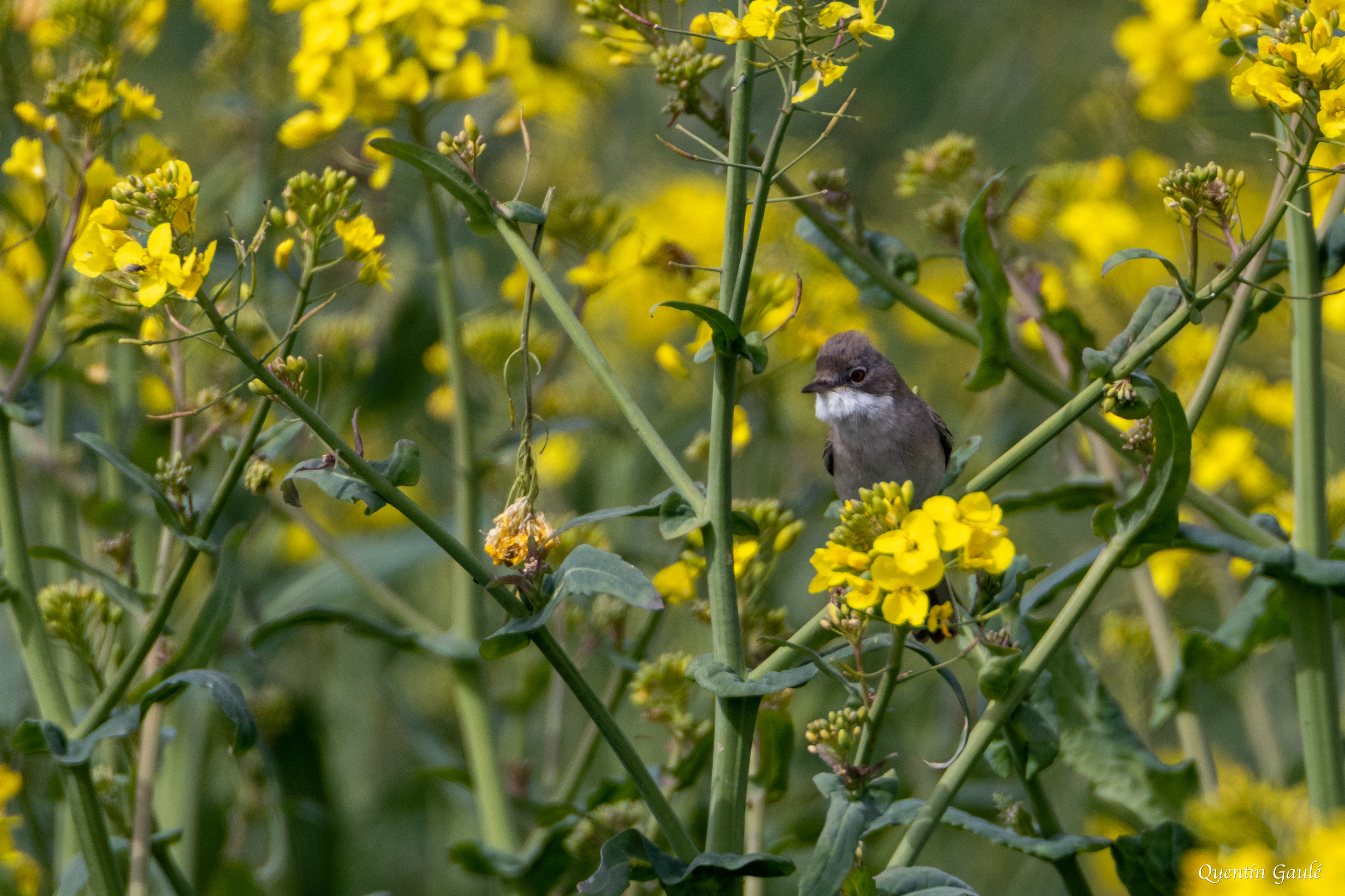 Fauvette grisette (Sylvia communis) - Moutardon (16)